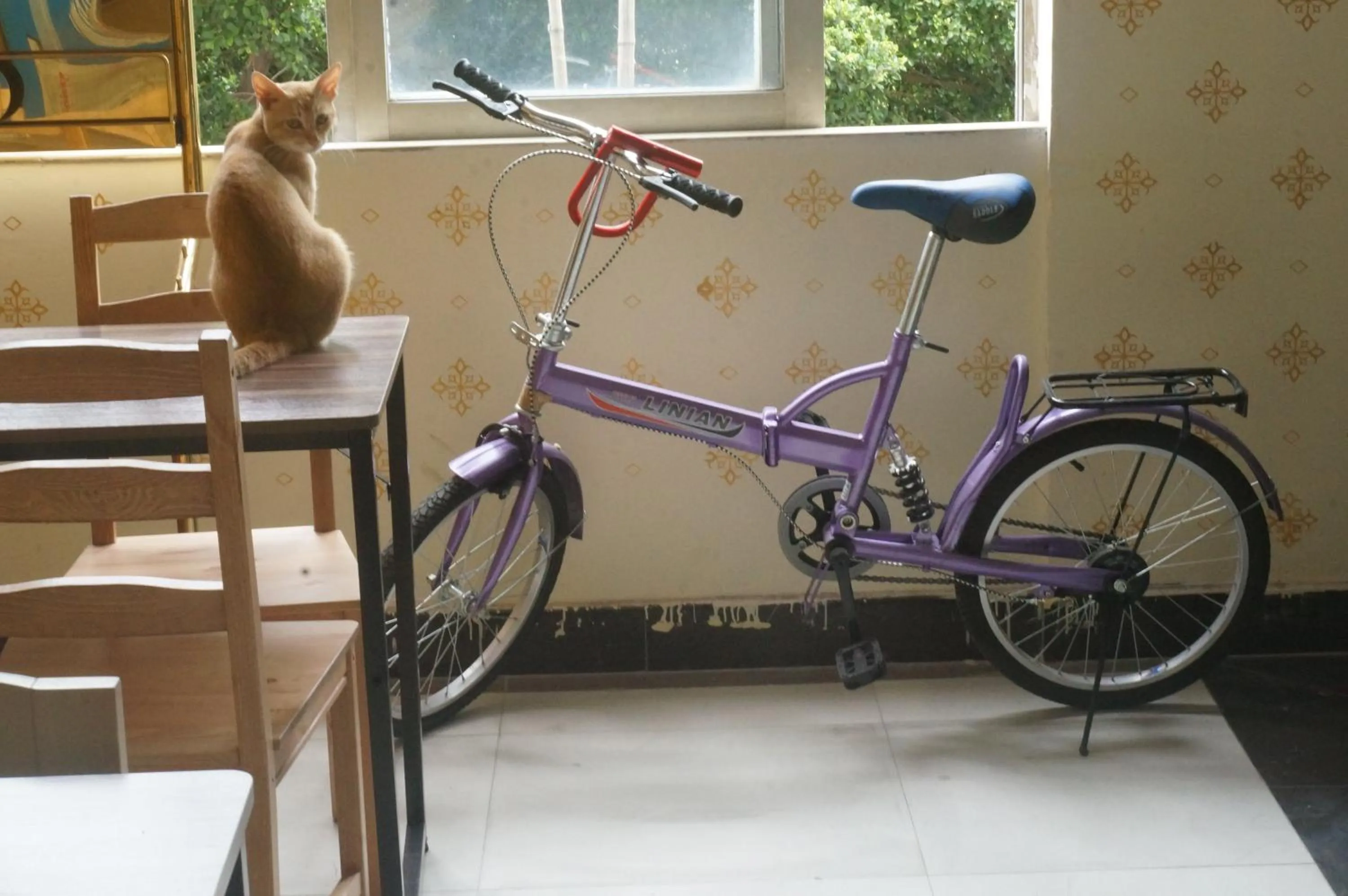 Pets in Notting Hill Hostel