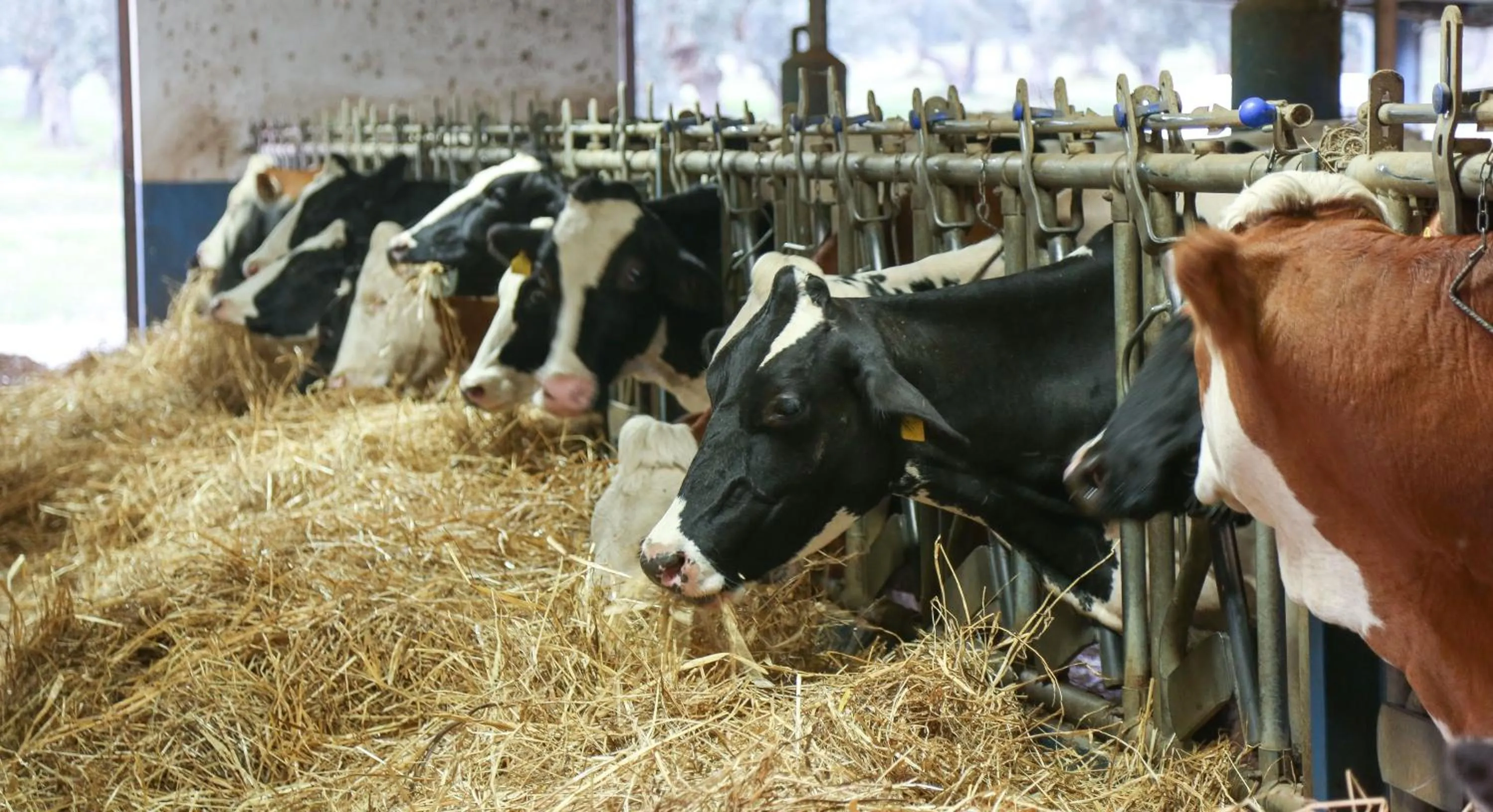 Animals in Barone GR Macrì Agriturismo Modi