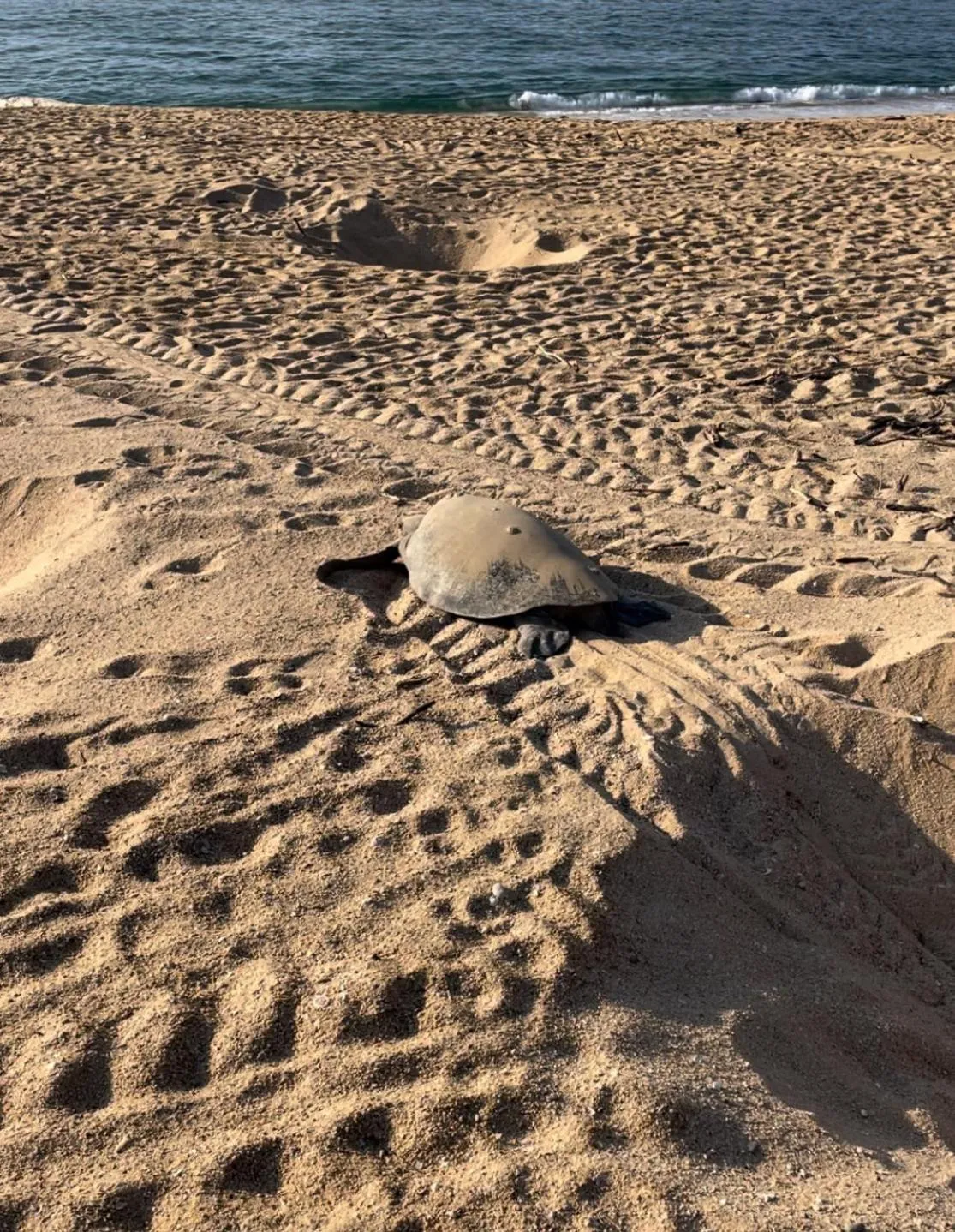 Animals in Agua Azul la Villa