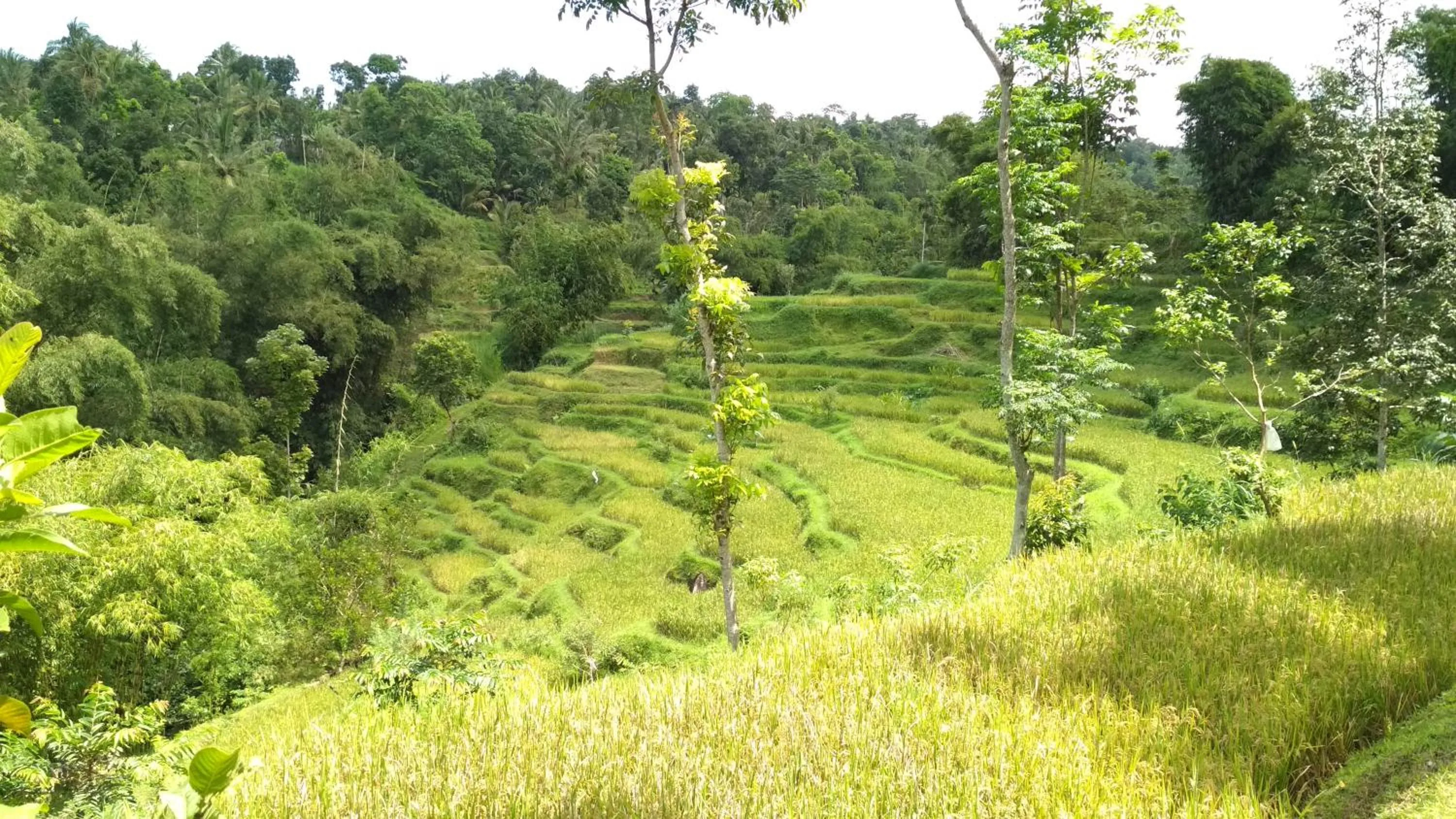 Natural landscape in Kembang Kuning Cottages