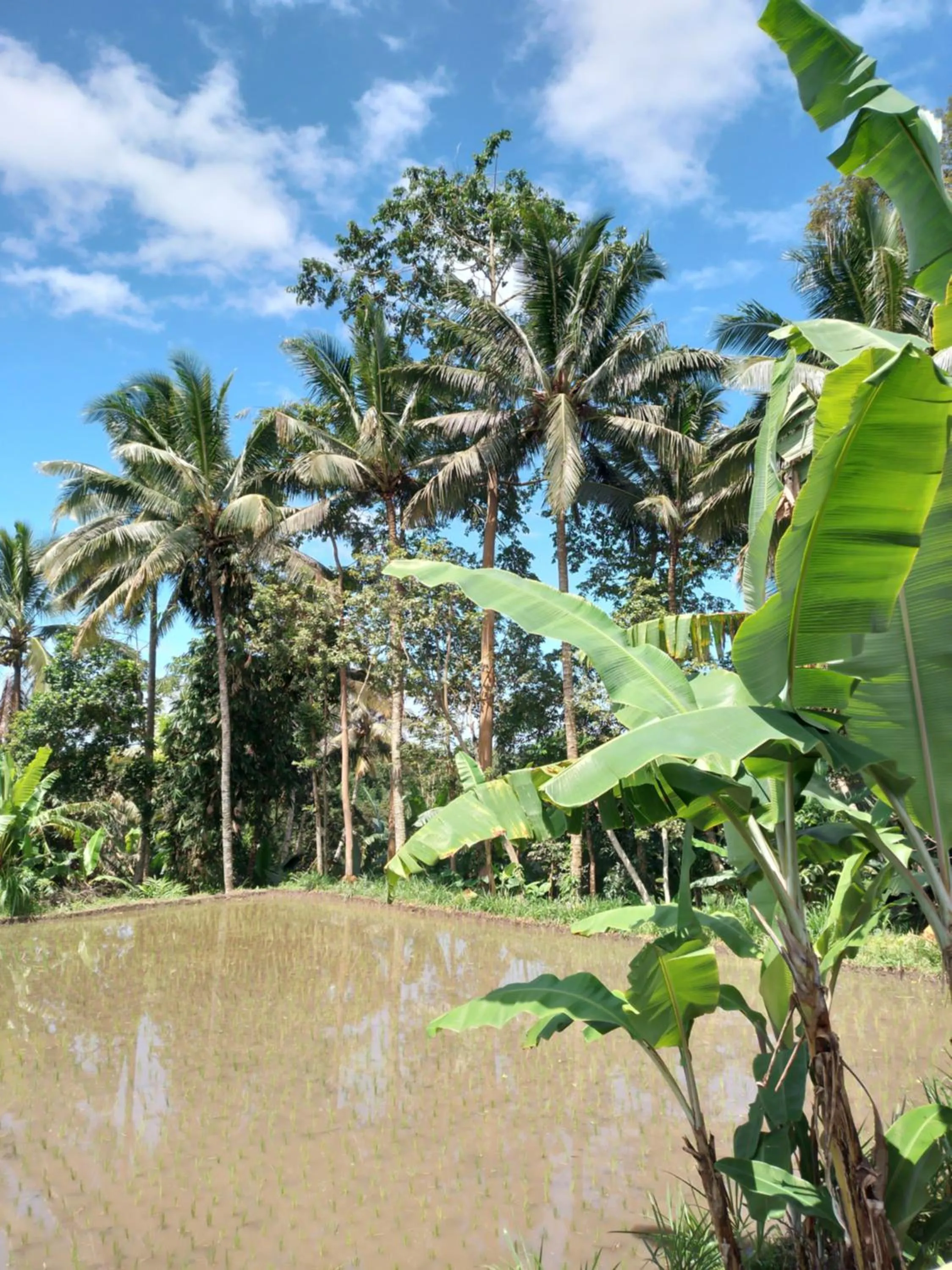 Garden view in Kembang Kuning Cottages