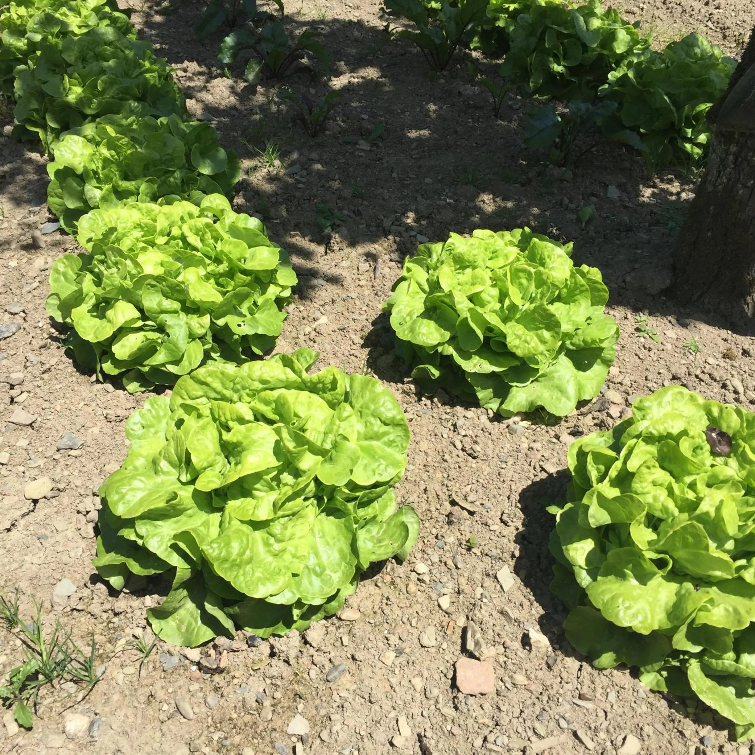 Garden in Le Manoir de Bénédicte B&B