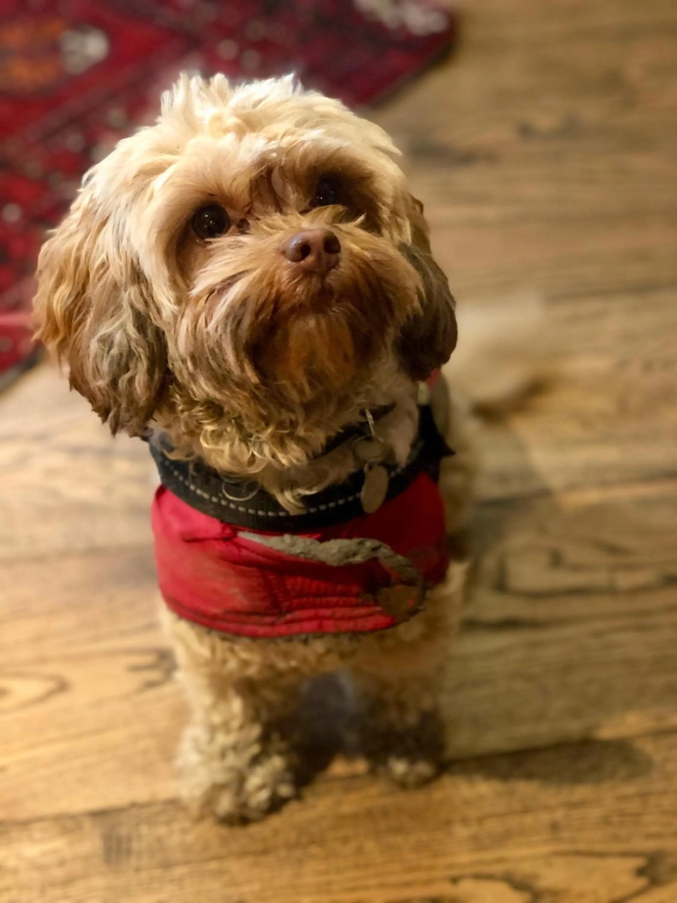 Pets in The Wheatsheaf at Beetham