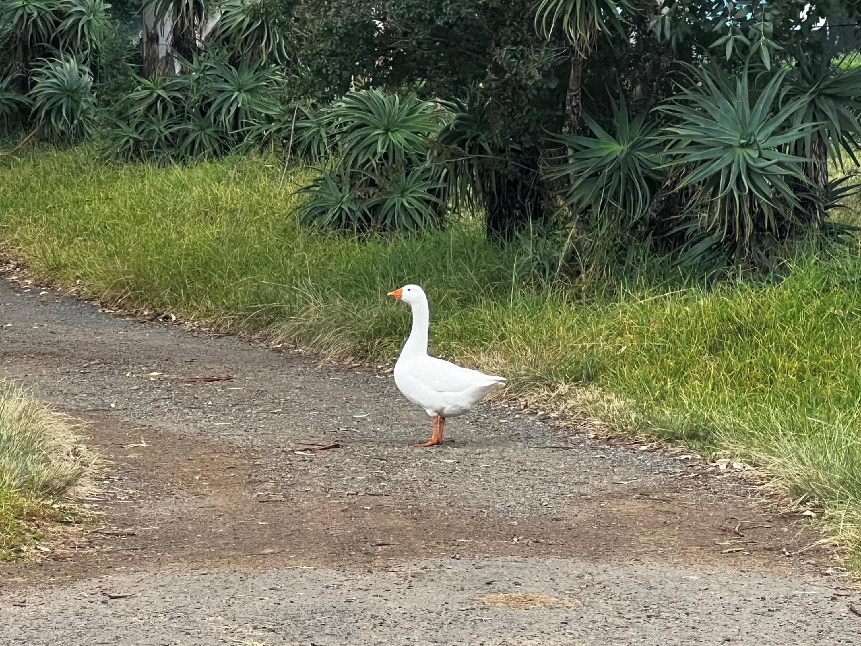 Animals in Wyford Farm