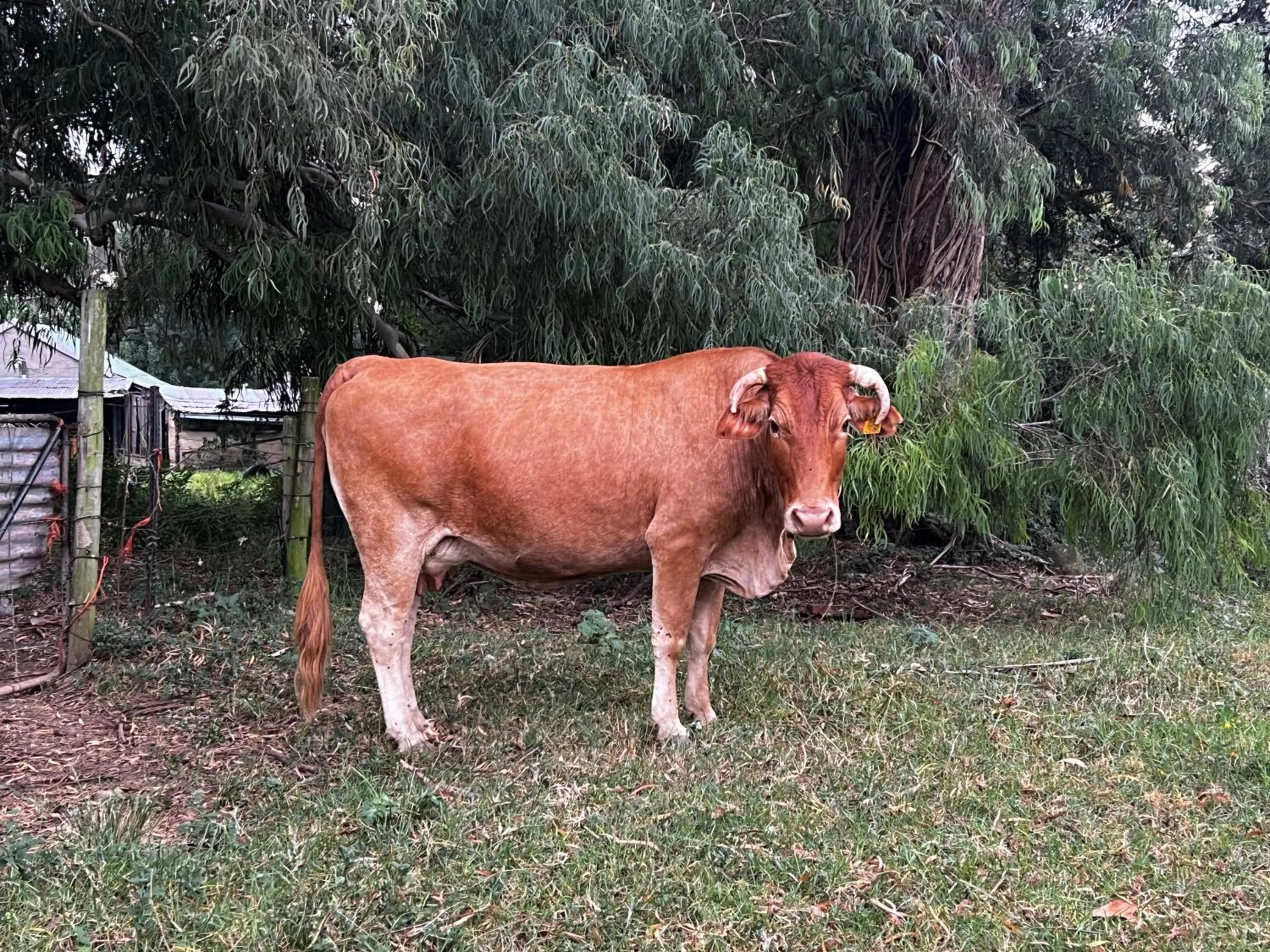 Animals in Wyford Farm