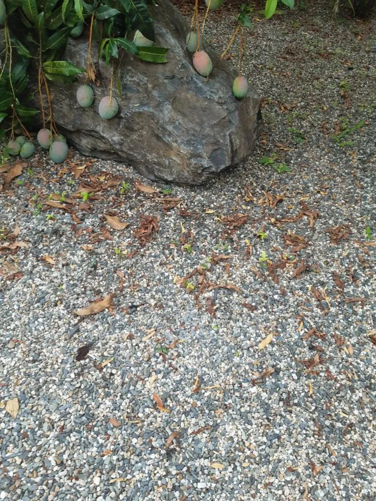 View (from property/room) in Travellers Paradise