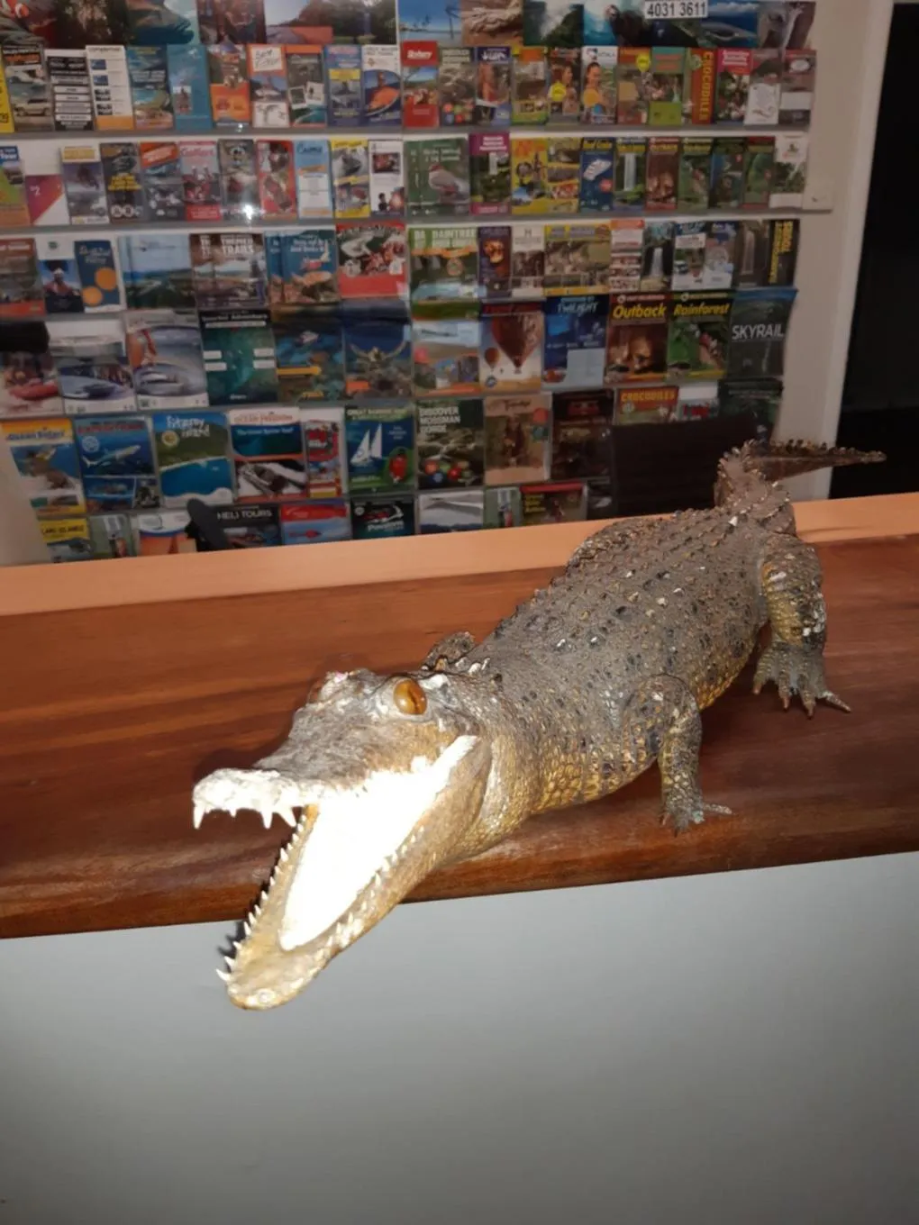 Animals in Travellers Paradise