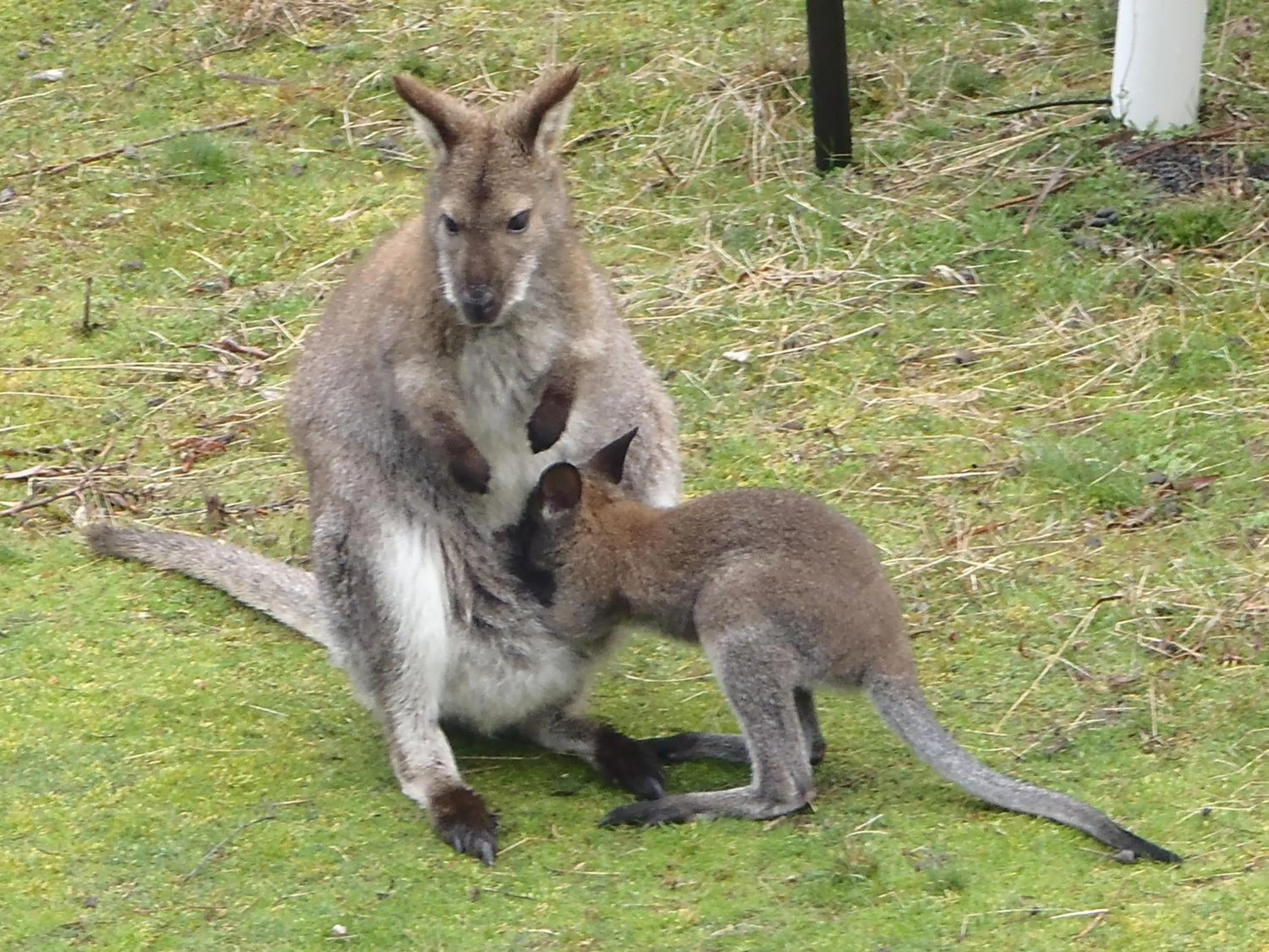 Animals in Base Camp Tasmania