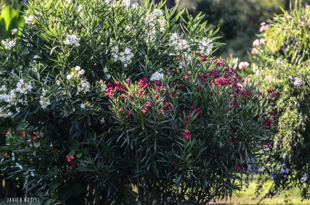 Bungalows Punta Colorada