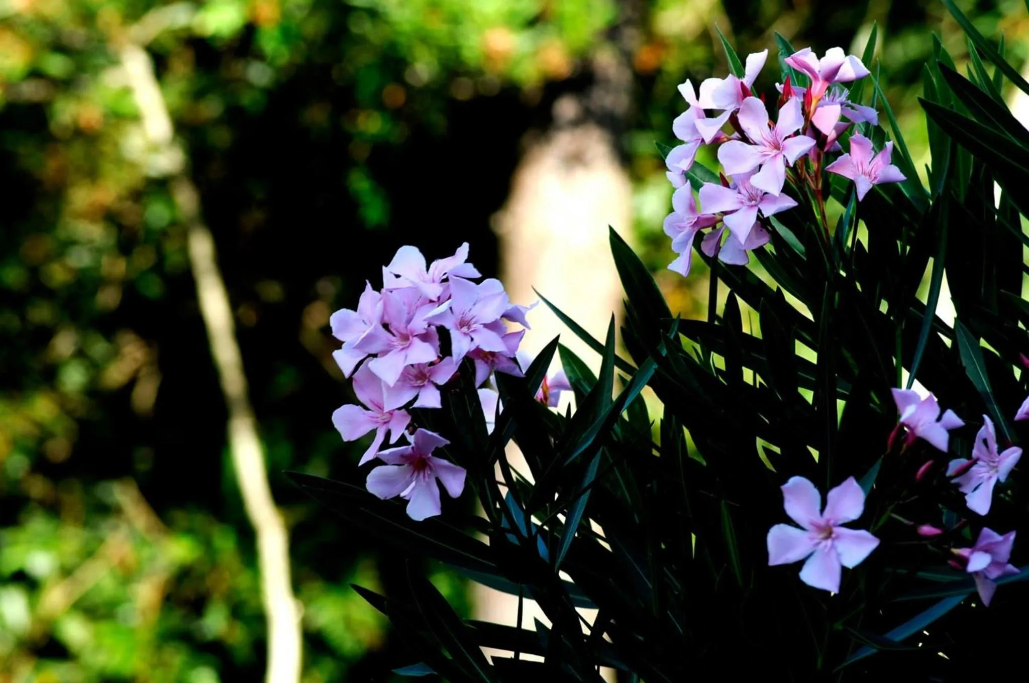 Bungalows Punta Colorada