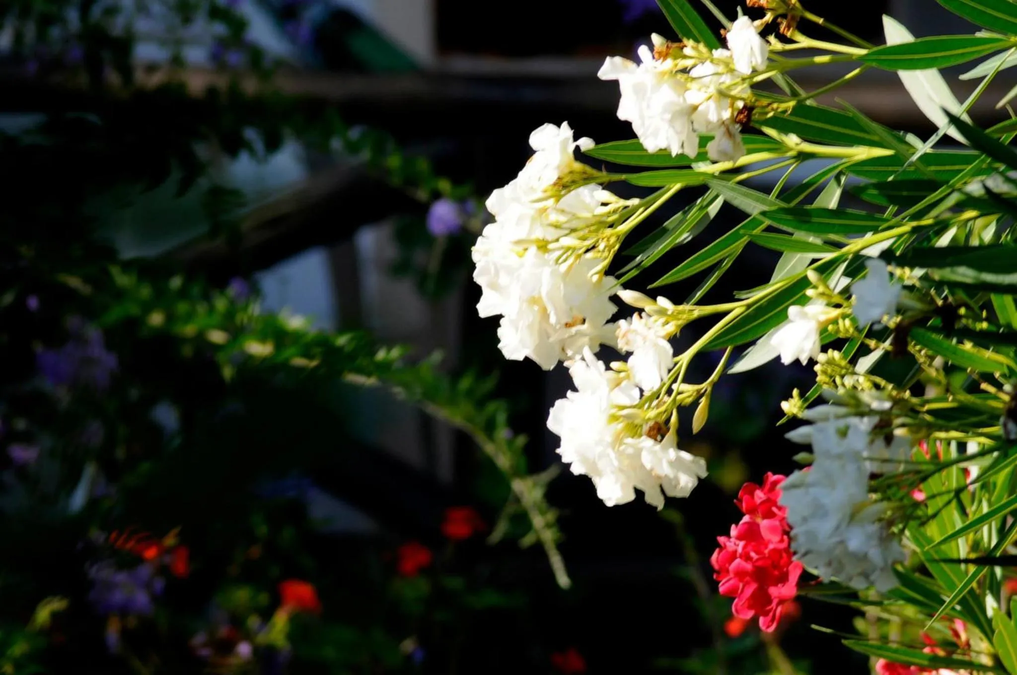 Bungalows Punta Colorada