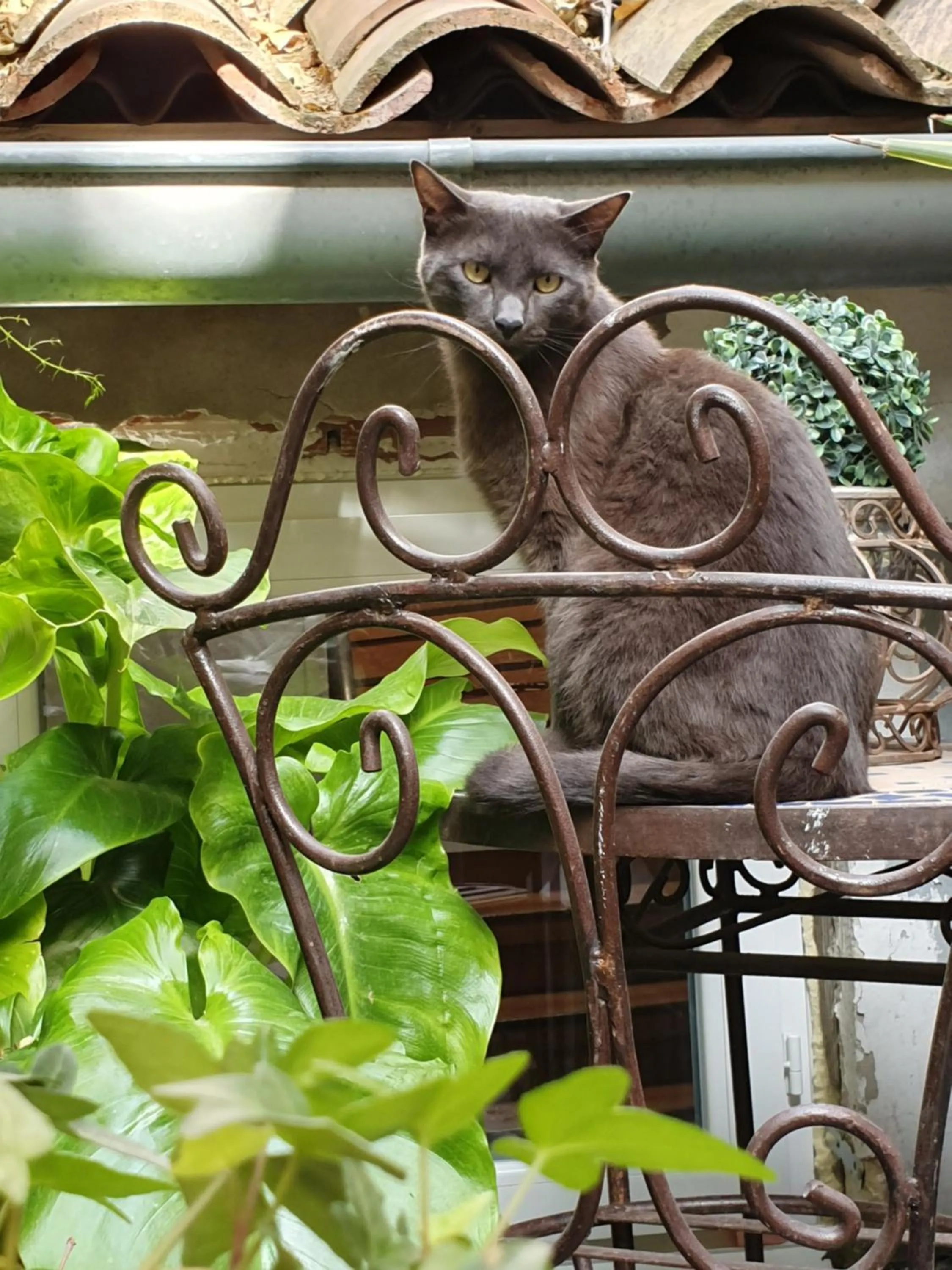 Pets in Hôtel Boquier, Avignon Centre