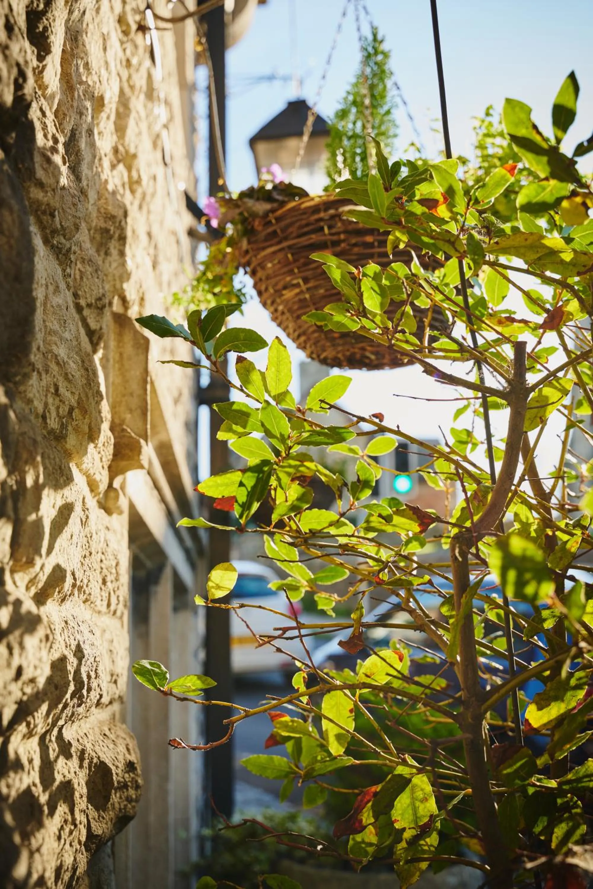 Garden in Bankes Arms Hotel