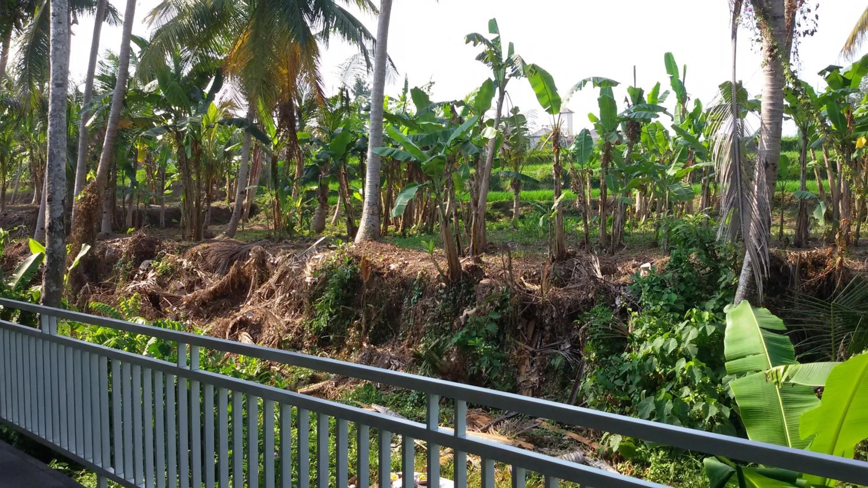 Natural landscape in Blu Mango