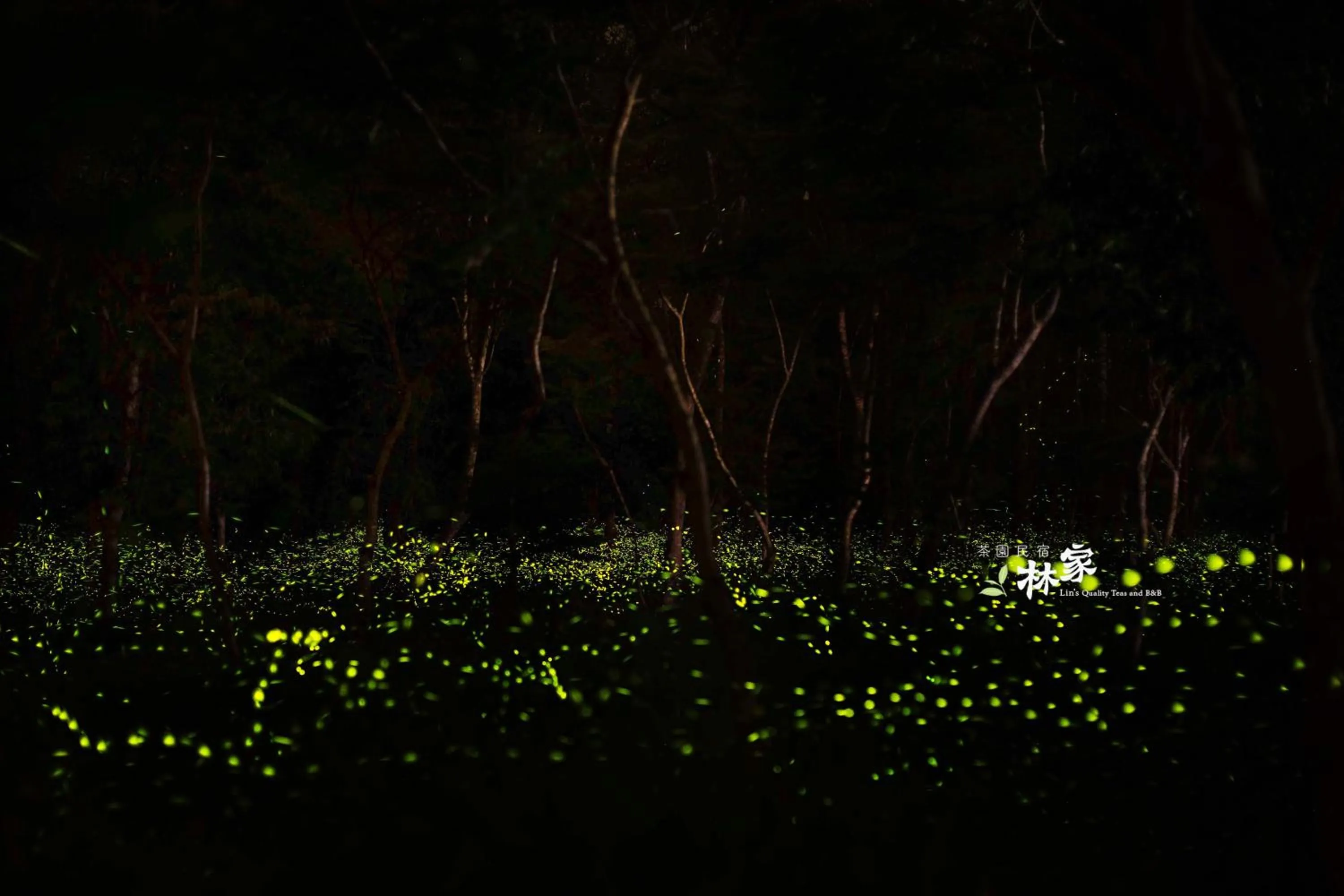 Animals in Lin Tea B&B