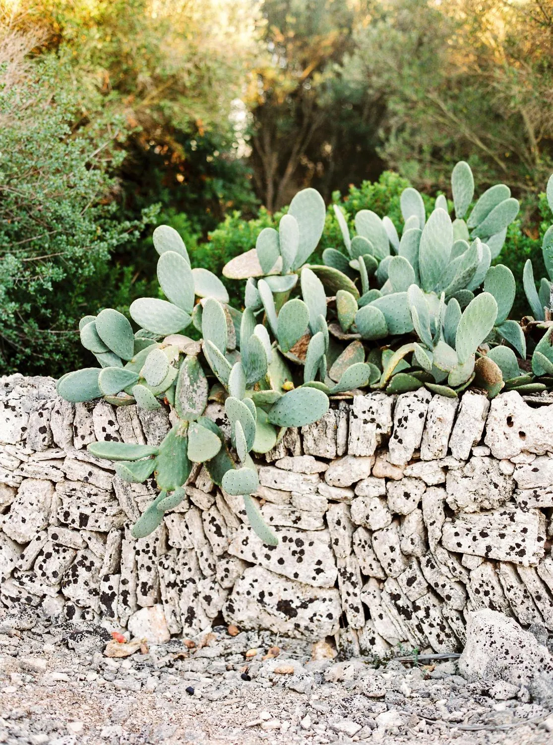 Garden in Casal Santa Eulalia