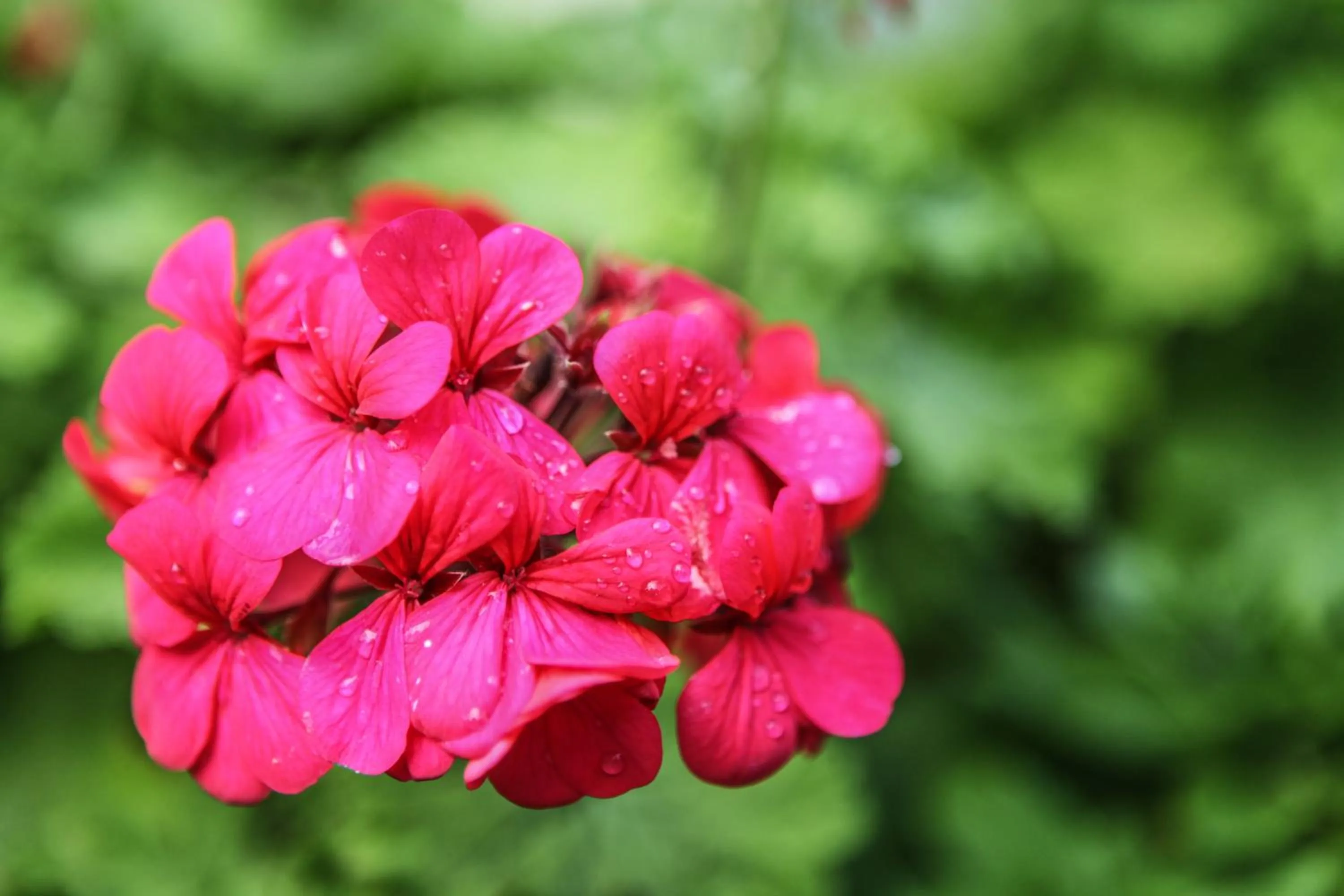 Garden in Winelands Villa Guesthouse and Cottages