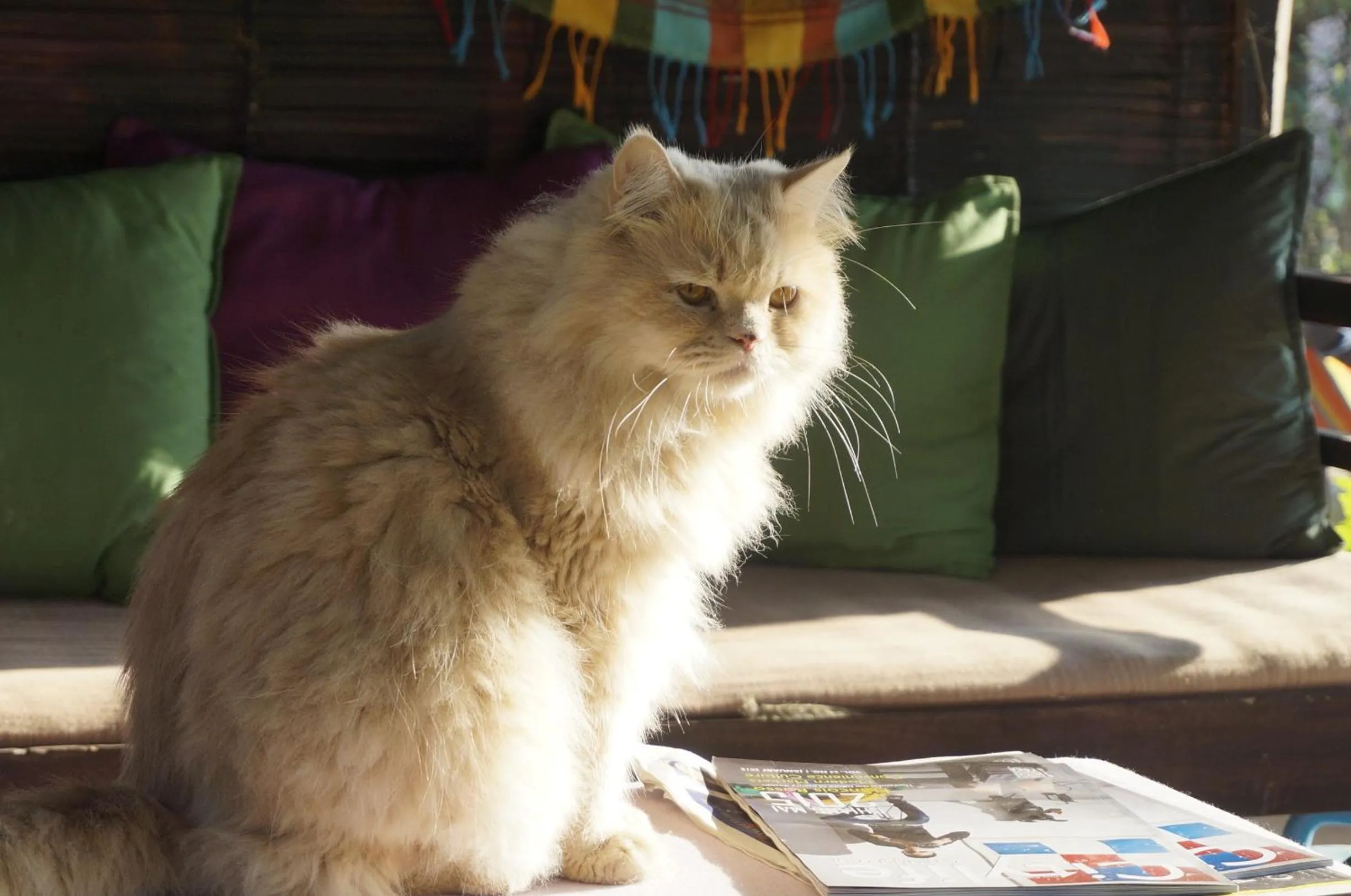 Pets in Bannamhoo Bungalows