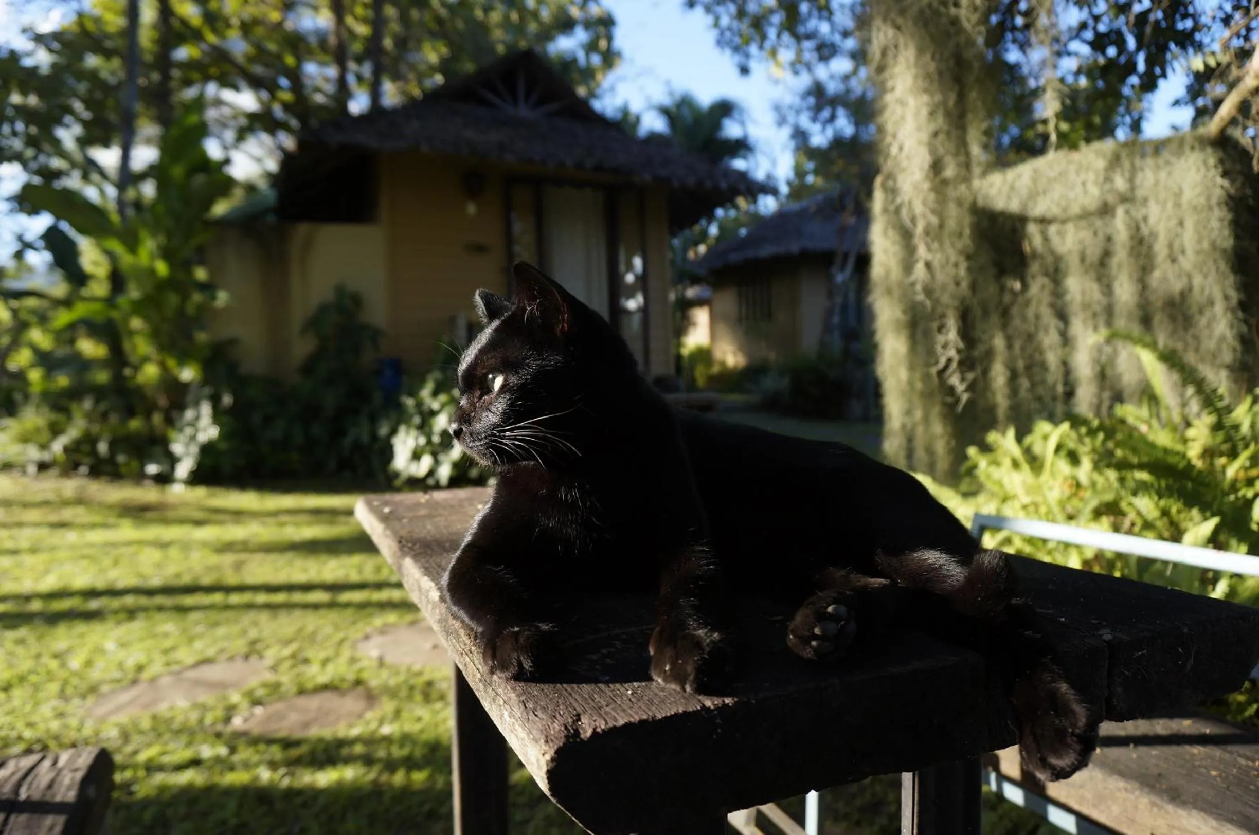 Pets in Bannamhoo Bungalows
