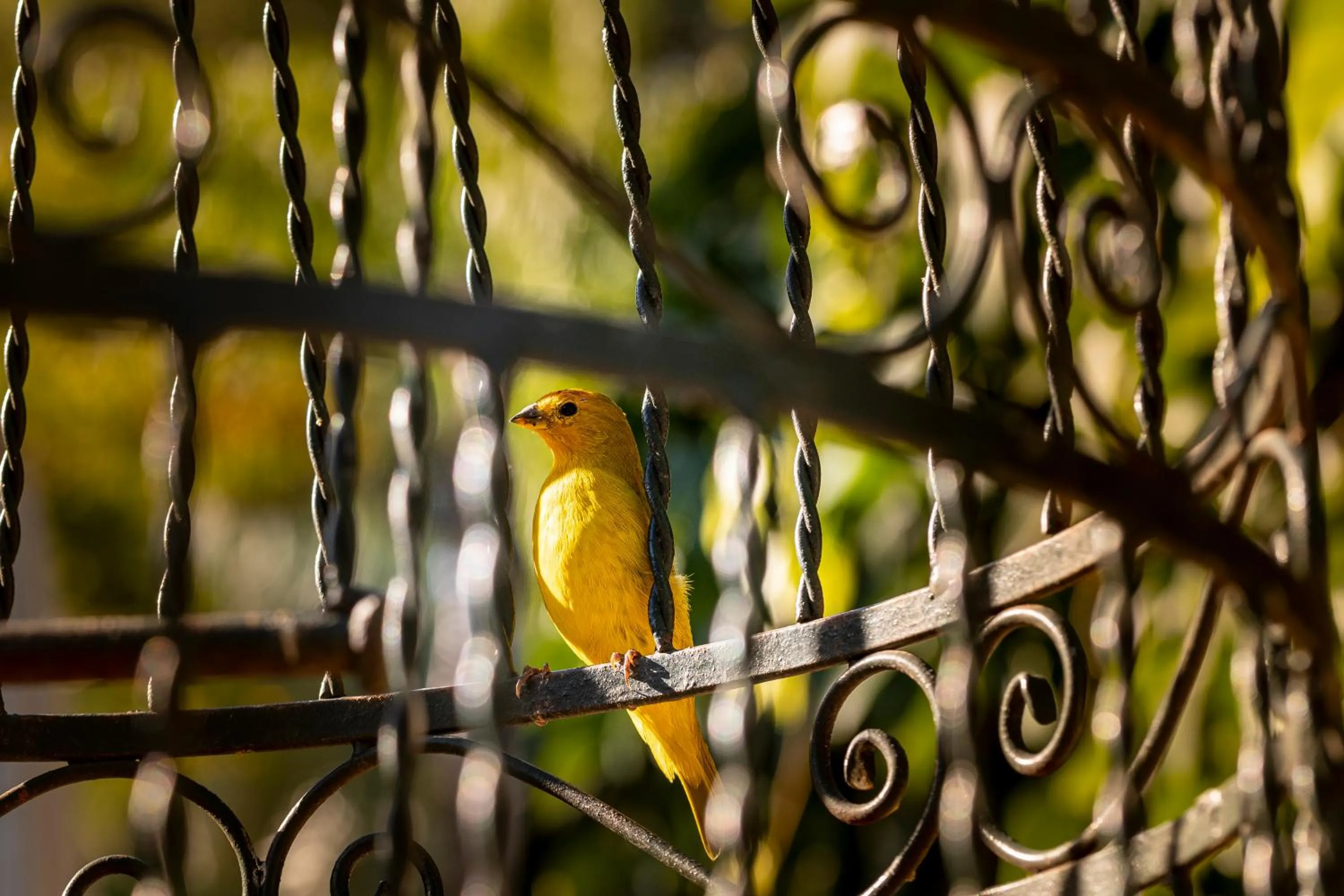 Animals in BellaMinas Pousada