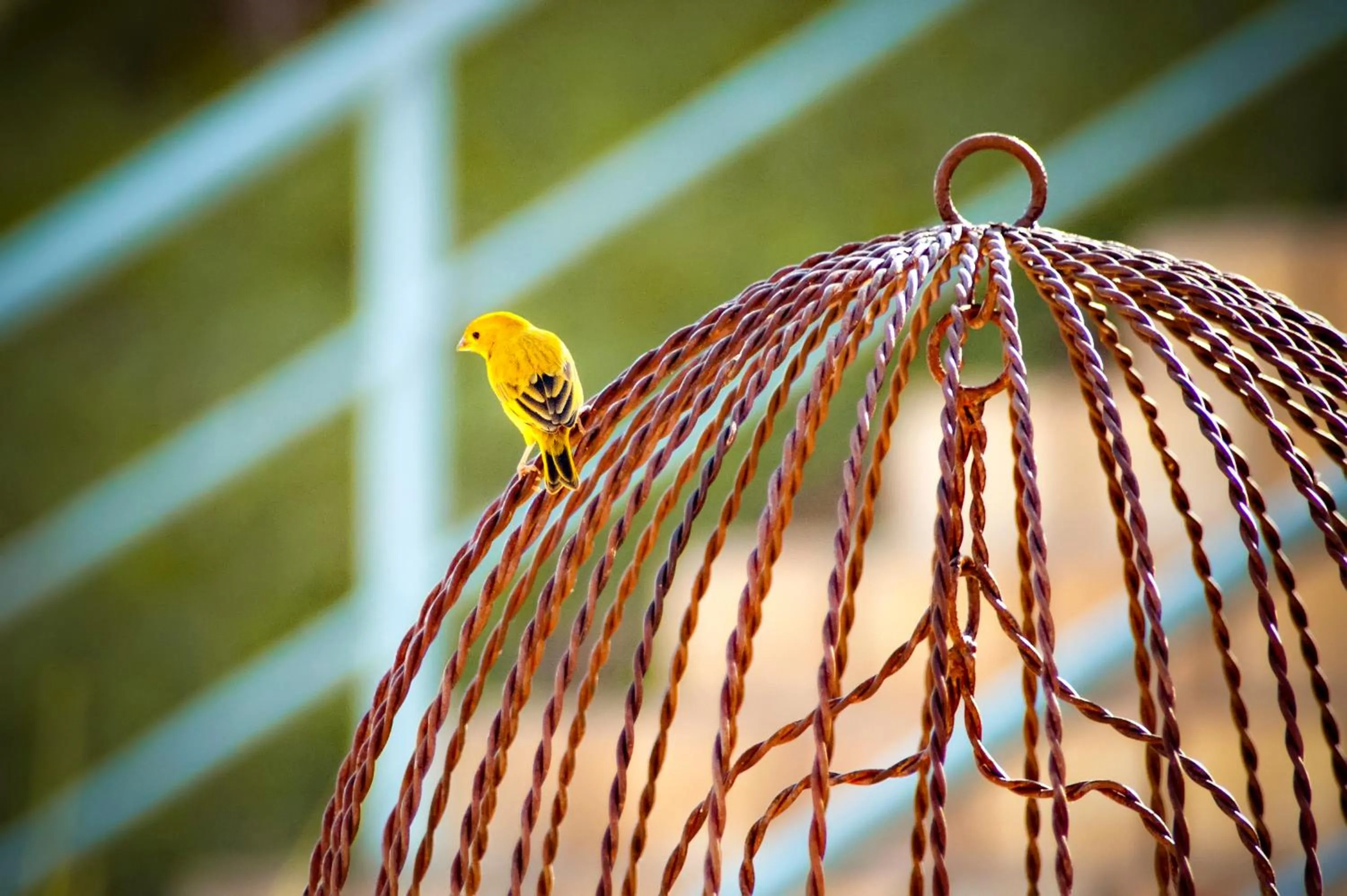 Animals in BellaMinas Pousada