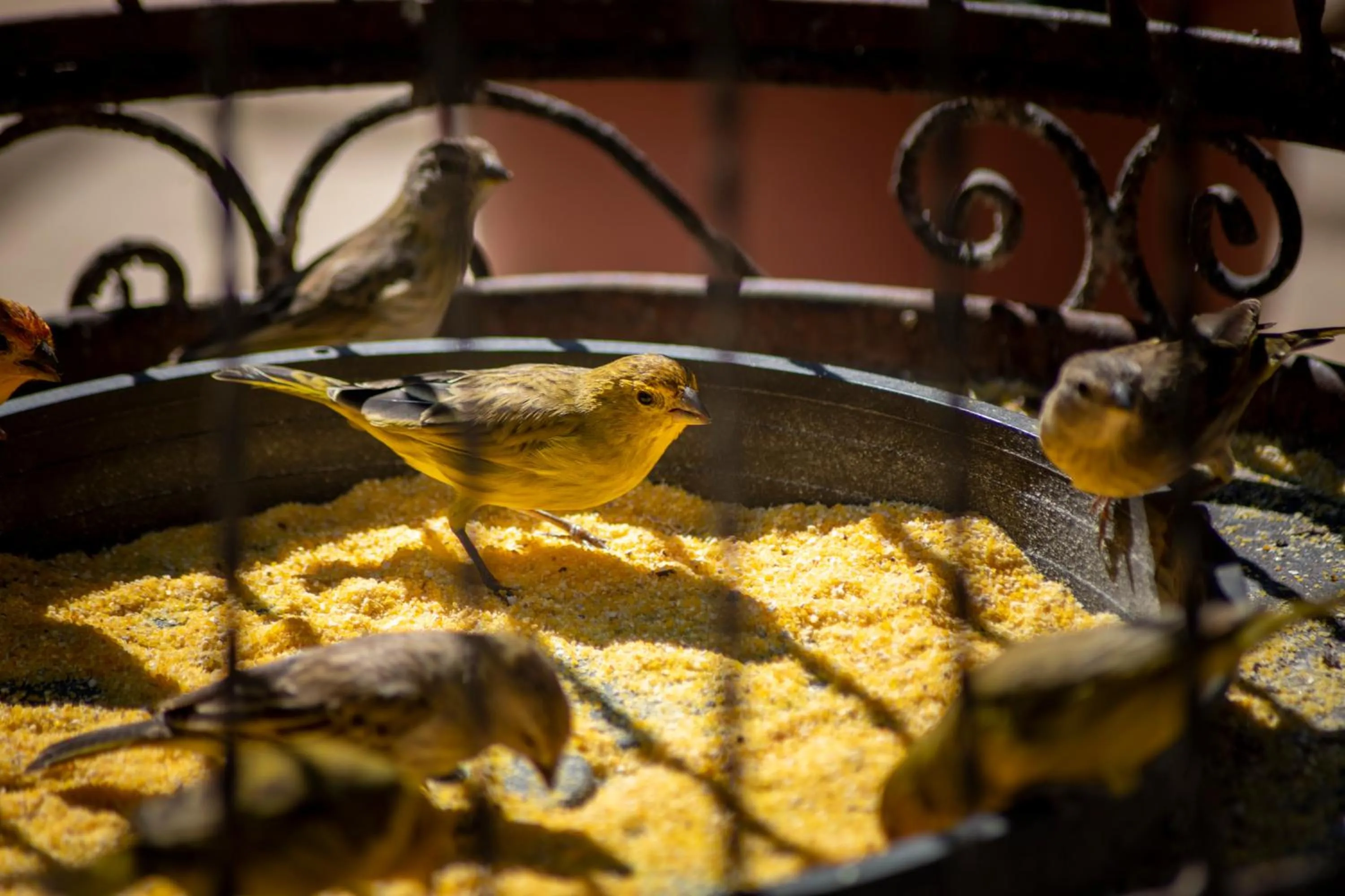 Animals in BellaMinas Pousada