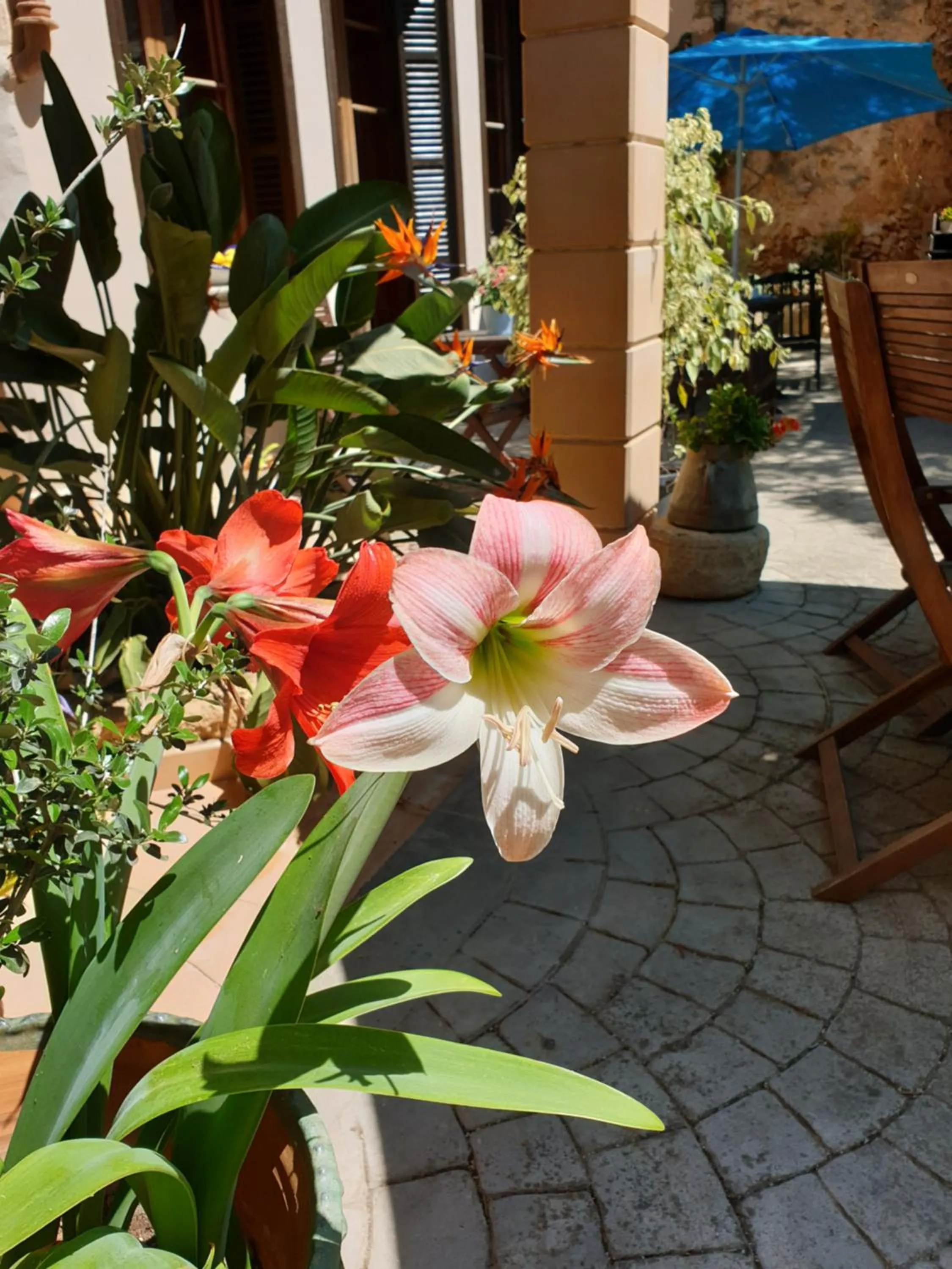 Patio in Hotel Segles - Turismo de Interior