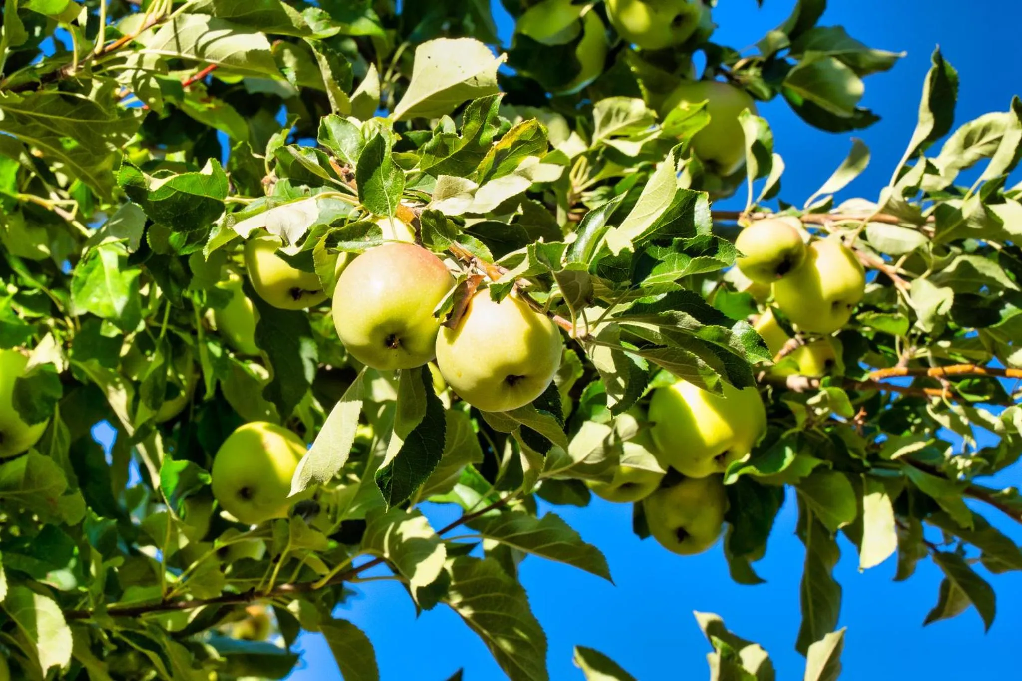 Garden view in The Loubird Inn