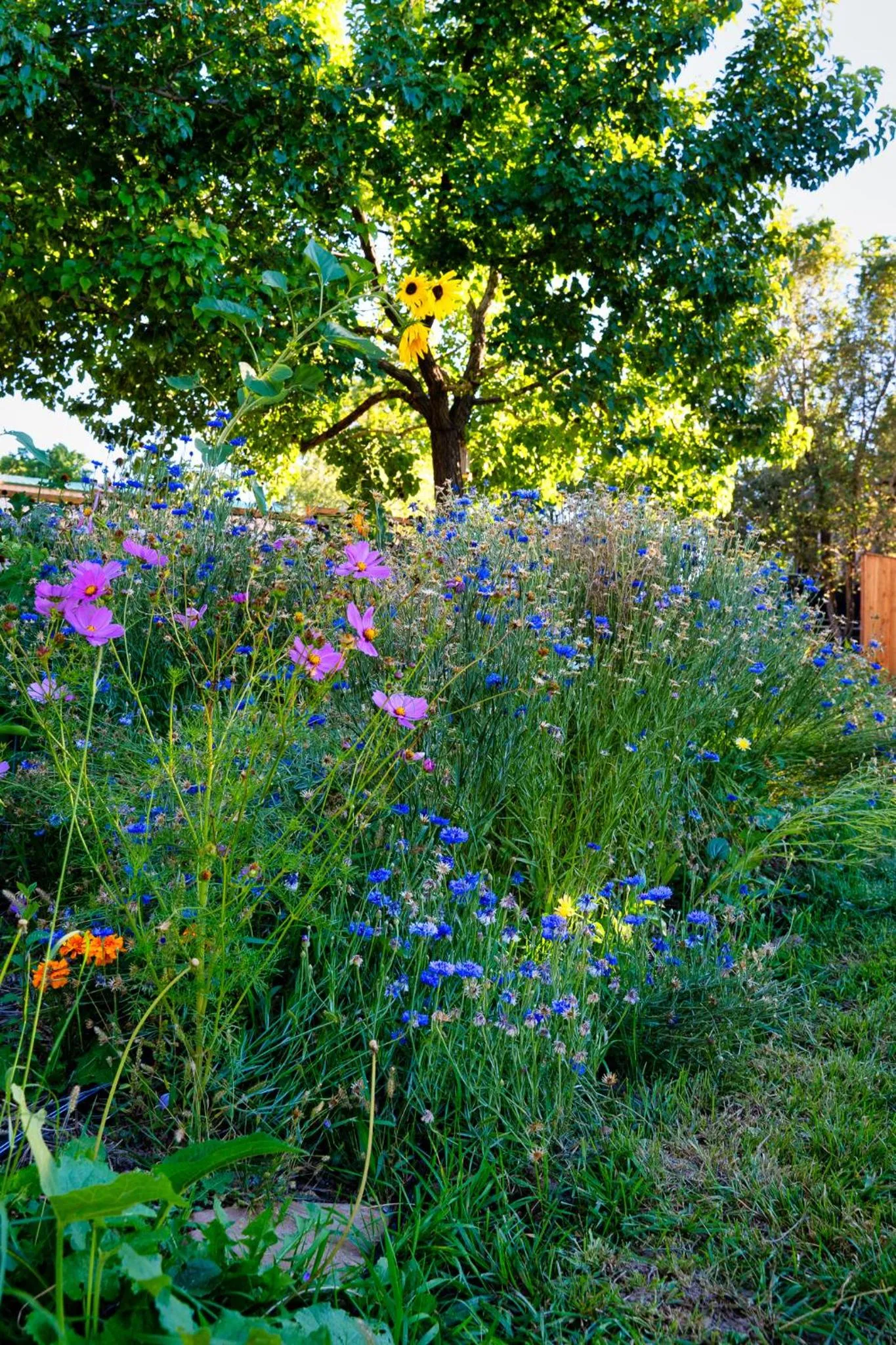 Garden view in The Loubird Inn
