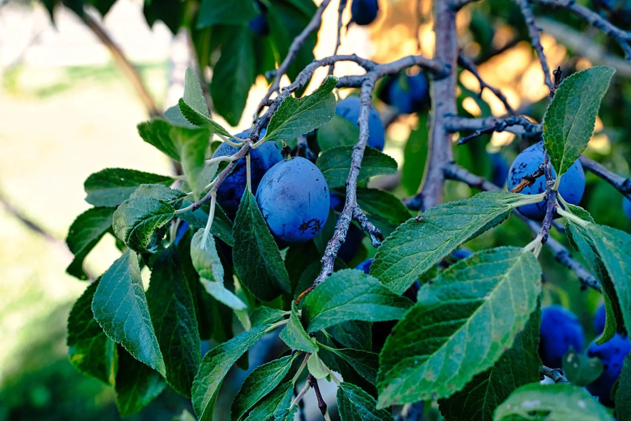 Garden in The Loubird Inn