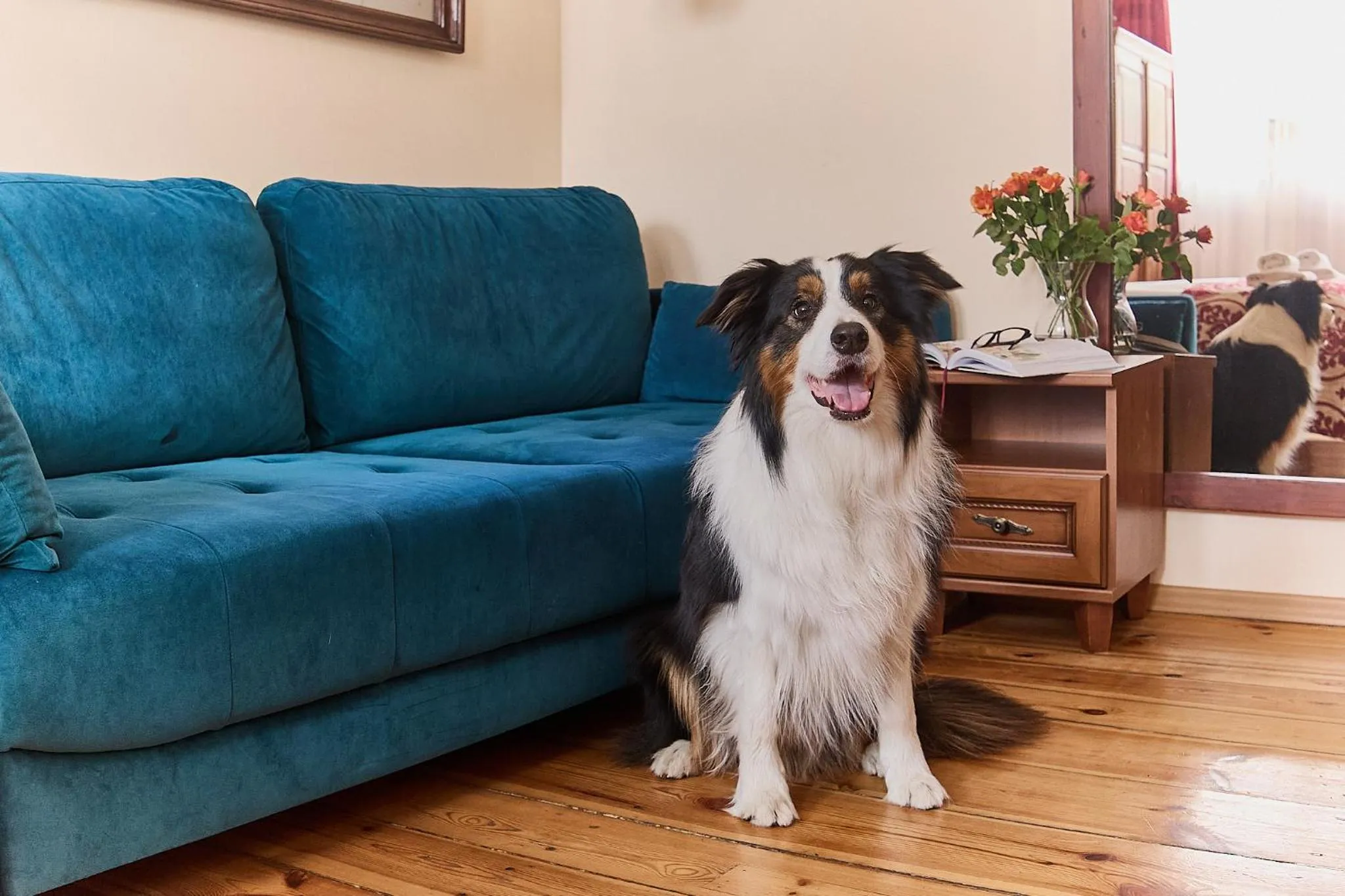 Pets in Kamienica pod Kasztanami Świnoujście (Usedom Insel)