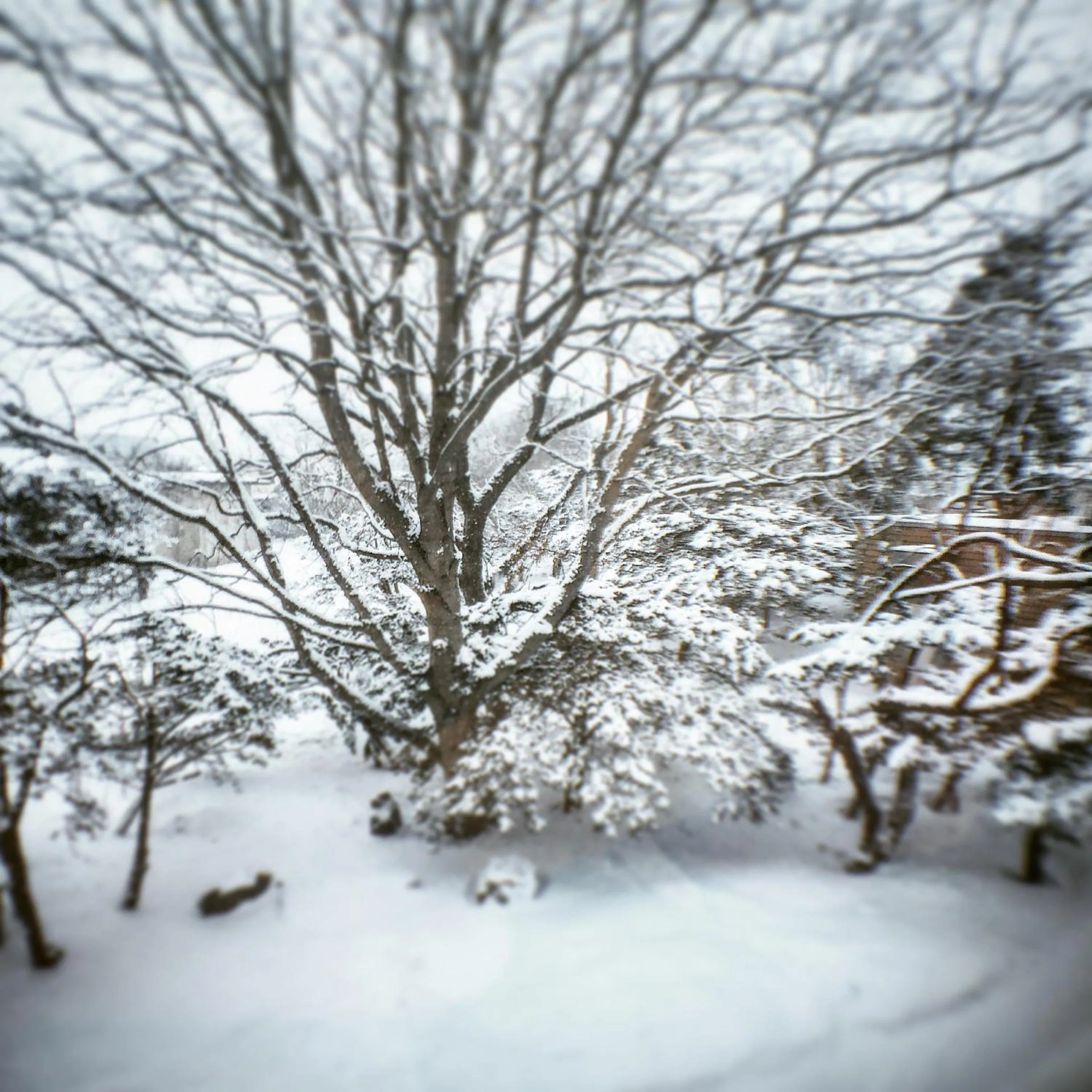 Garden view in La Cachette