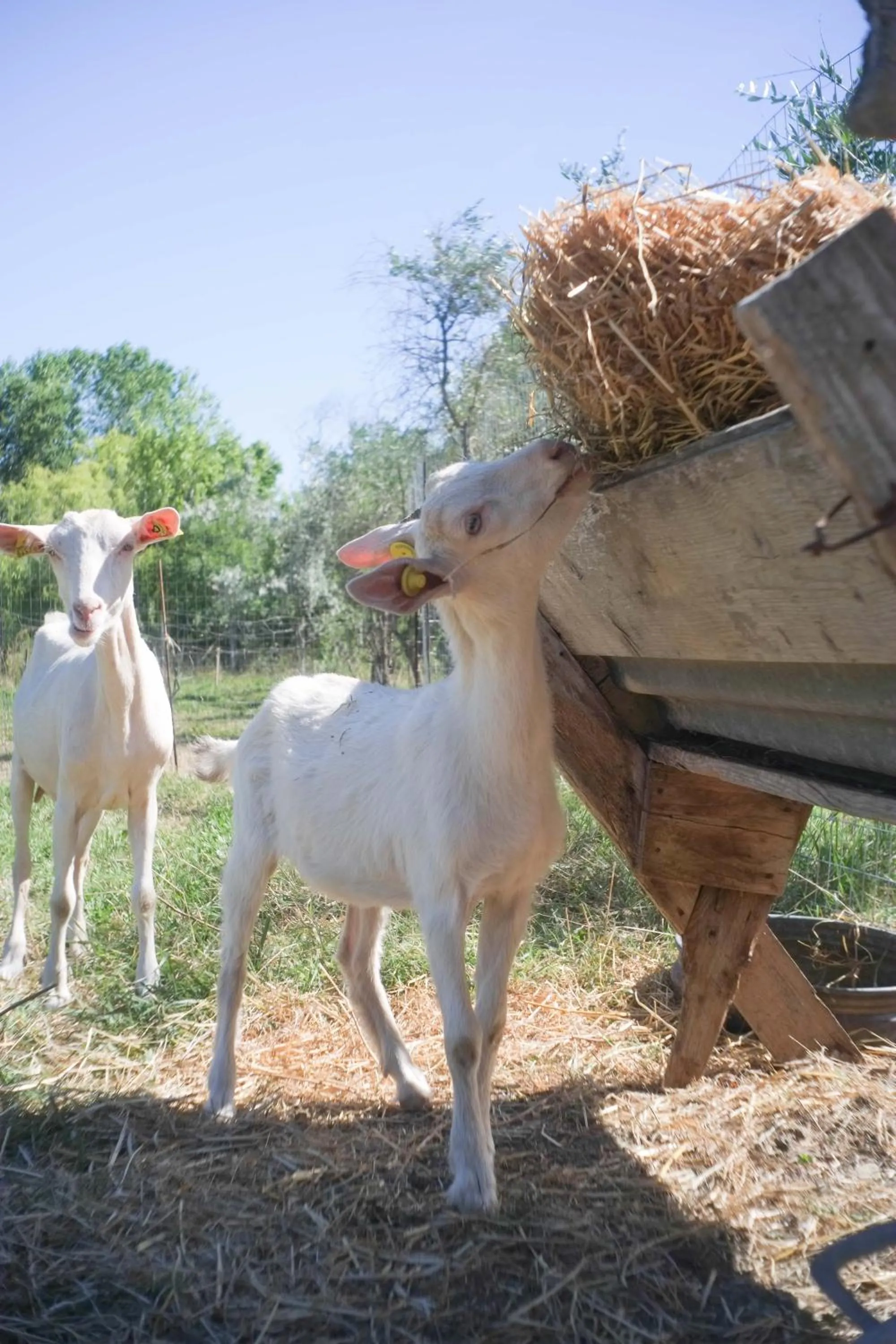 Animals in Pian del Pigro