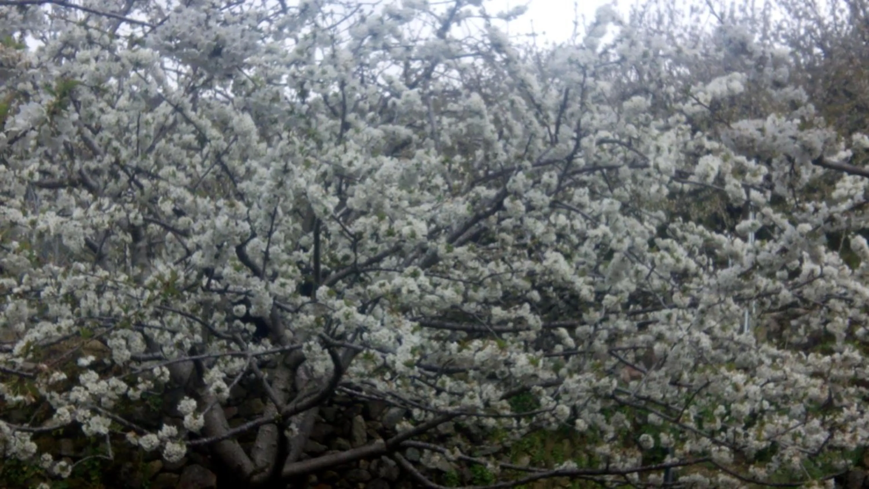 Other in Antigua Posada, Valle del Jerte
