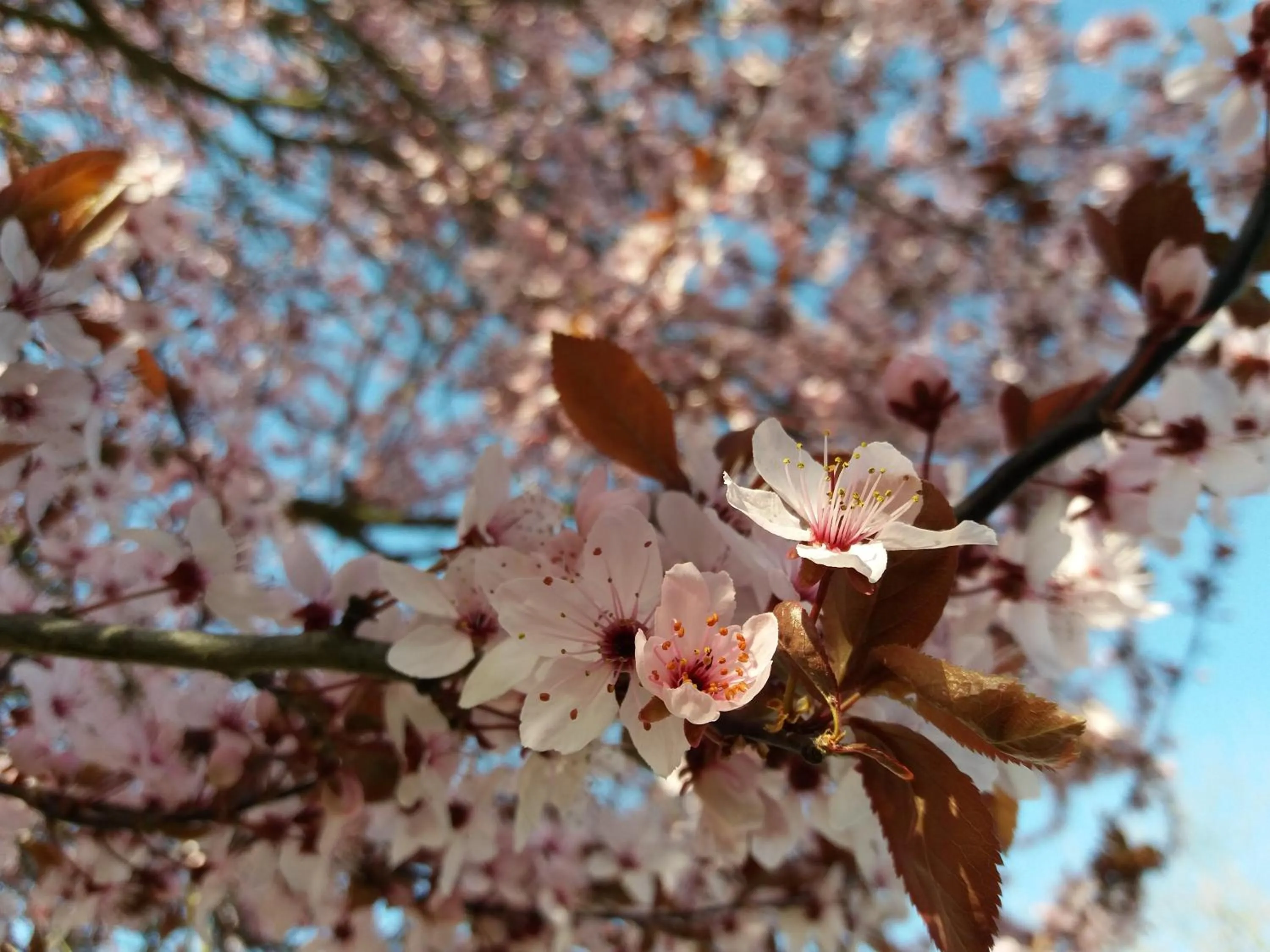 Spring in Apparthotel Ampertal