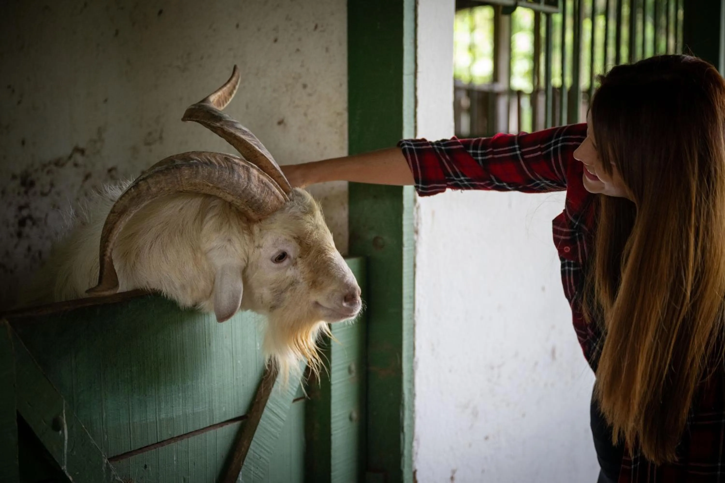Animals in Hotel Casa Turire