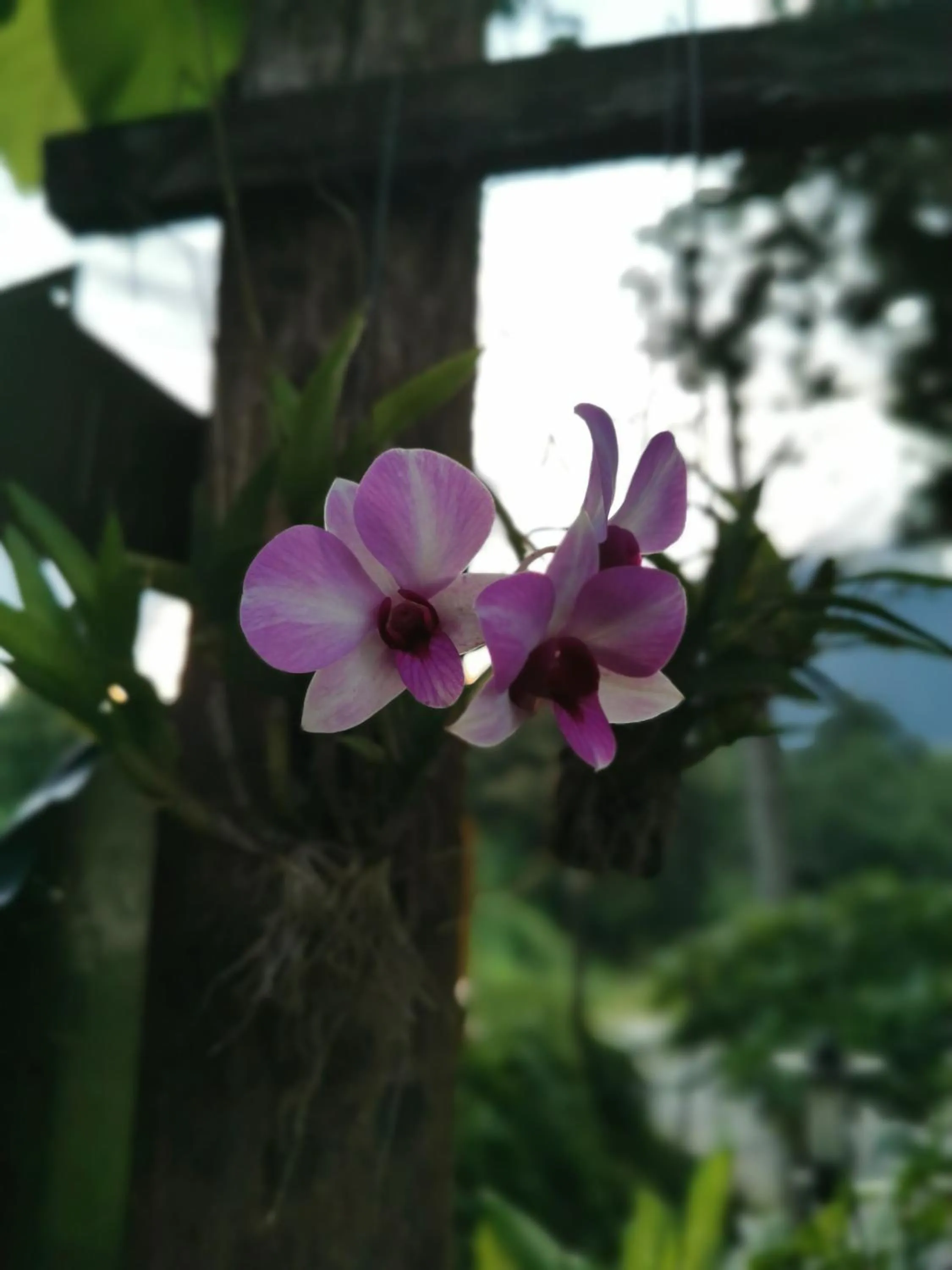 Mon Kiang-Dao Resort