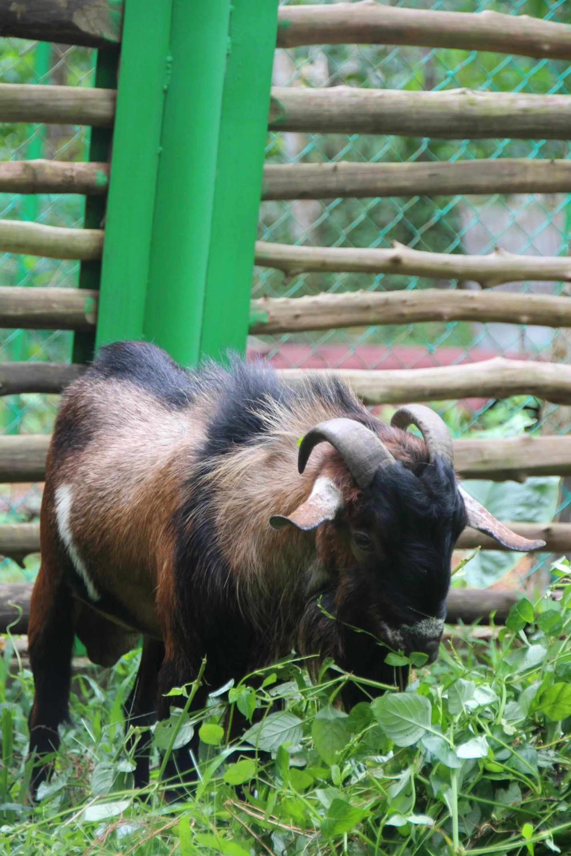 Animals in de Bintan Villa