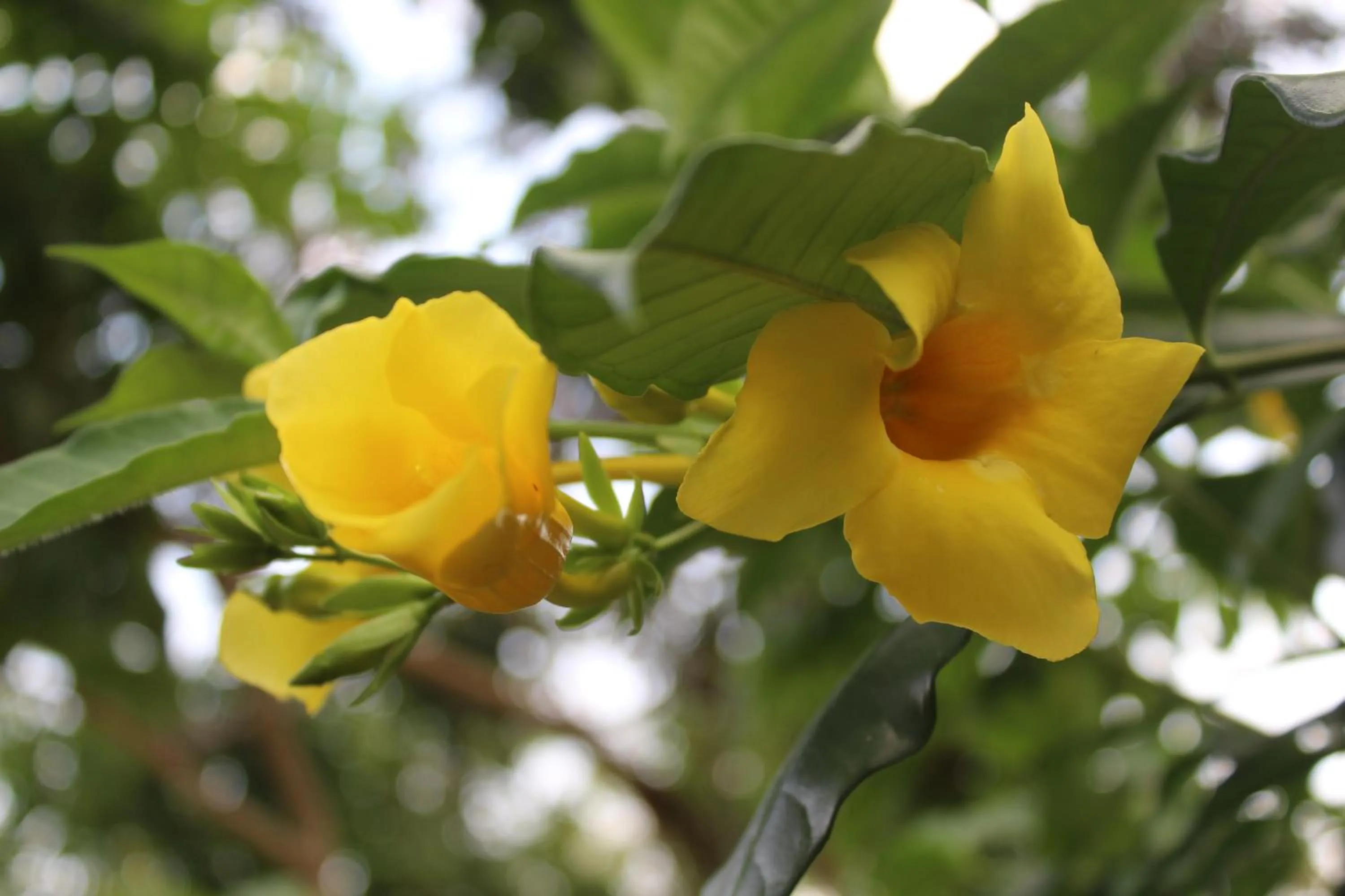 Spring in de Bintan Villa