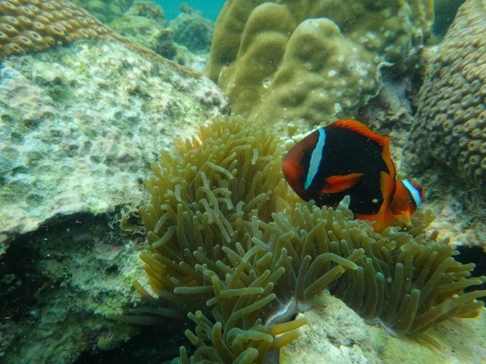Animals in de Bintan Villa