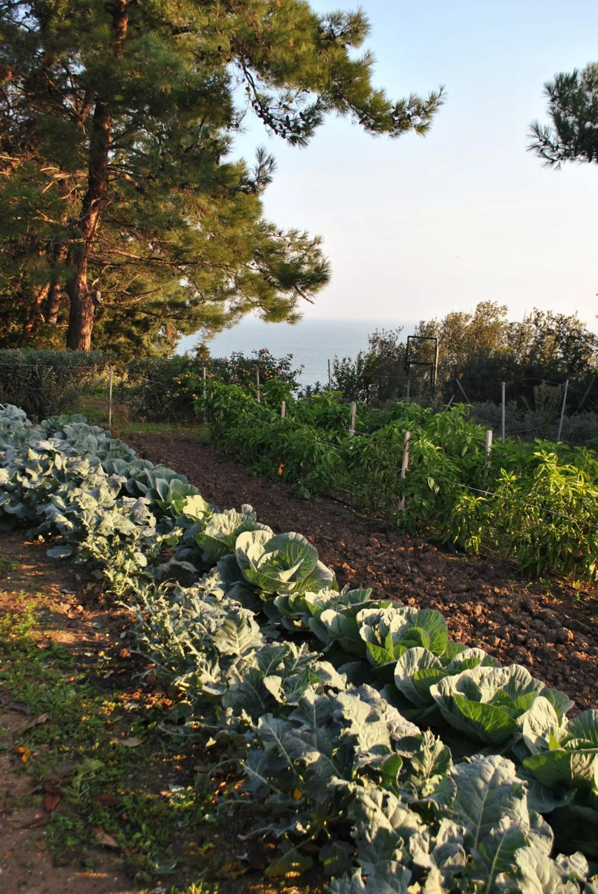 Garden in Angelbay Bungalows