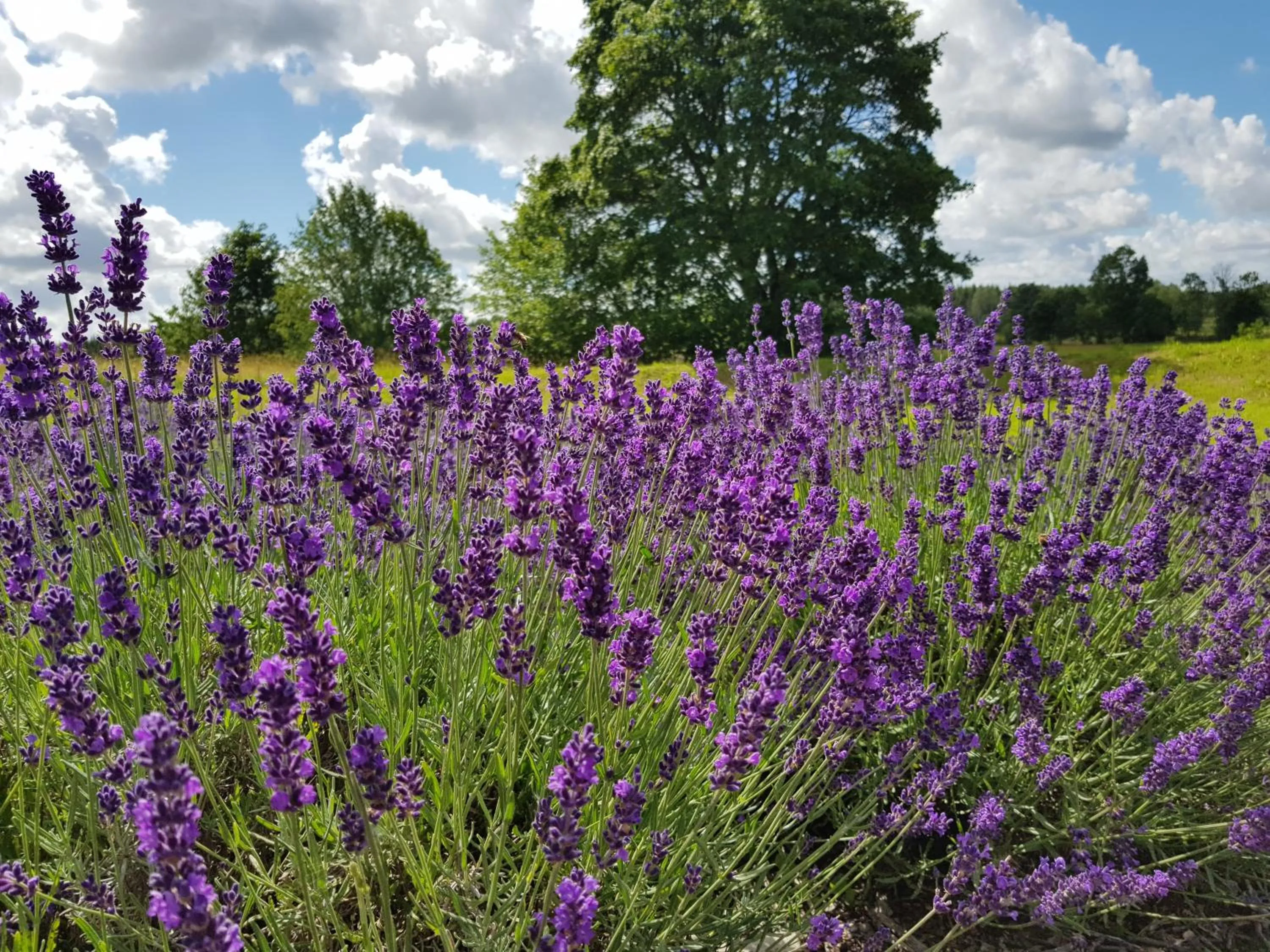 Entertainment in North Lake Villa Plateliai