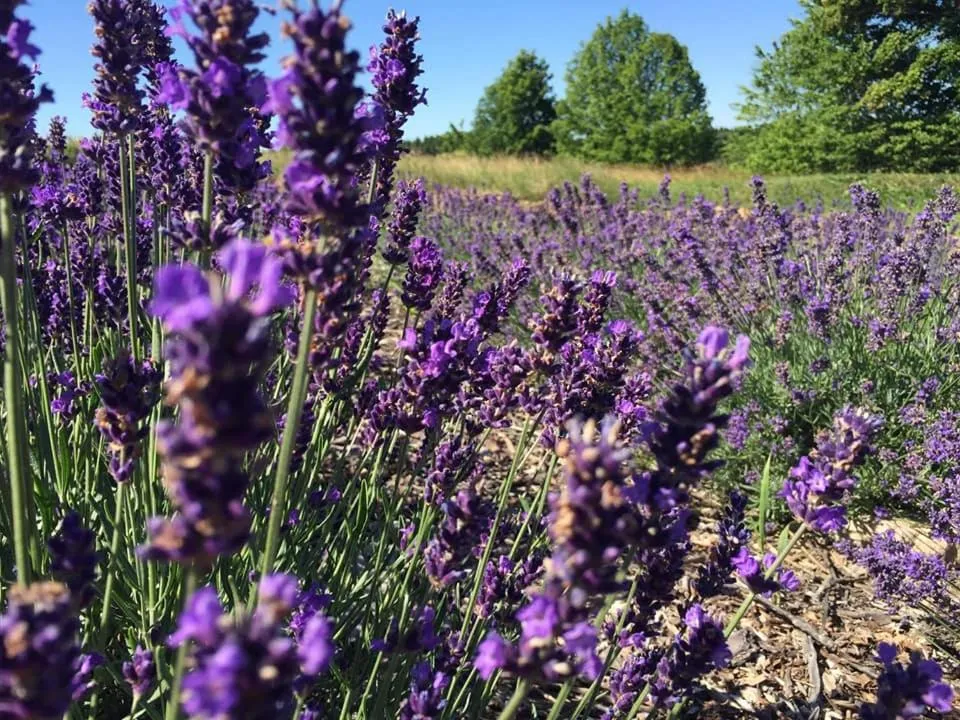 Neighbourhood in North Lake Villa Plateliai