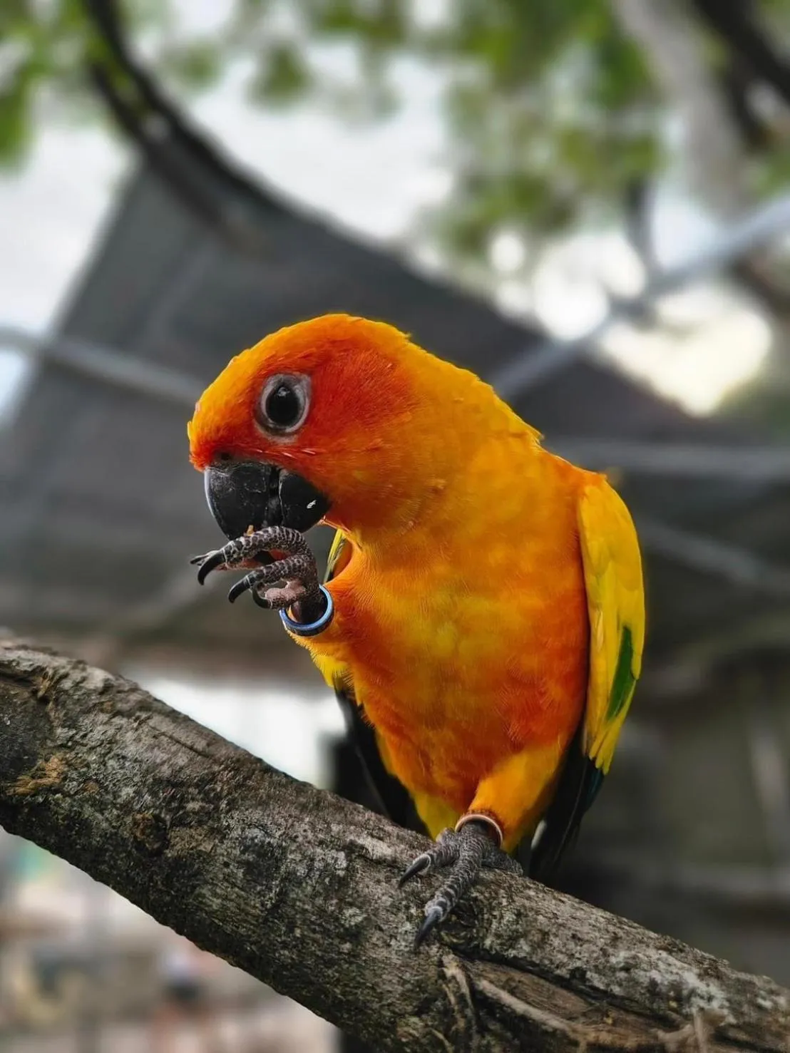 Wangyao Riverside Resort