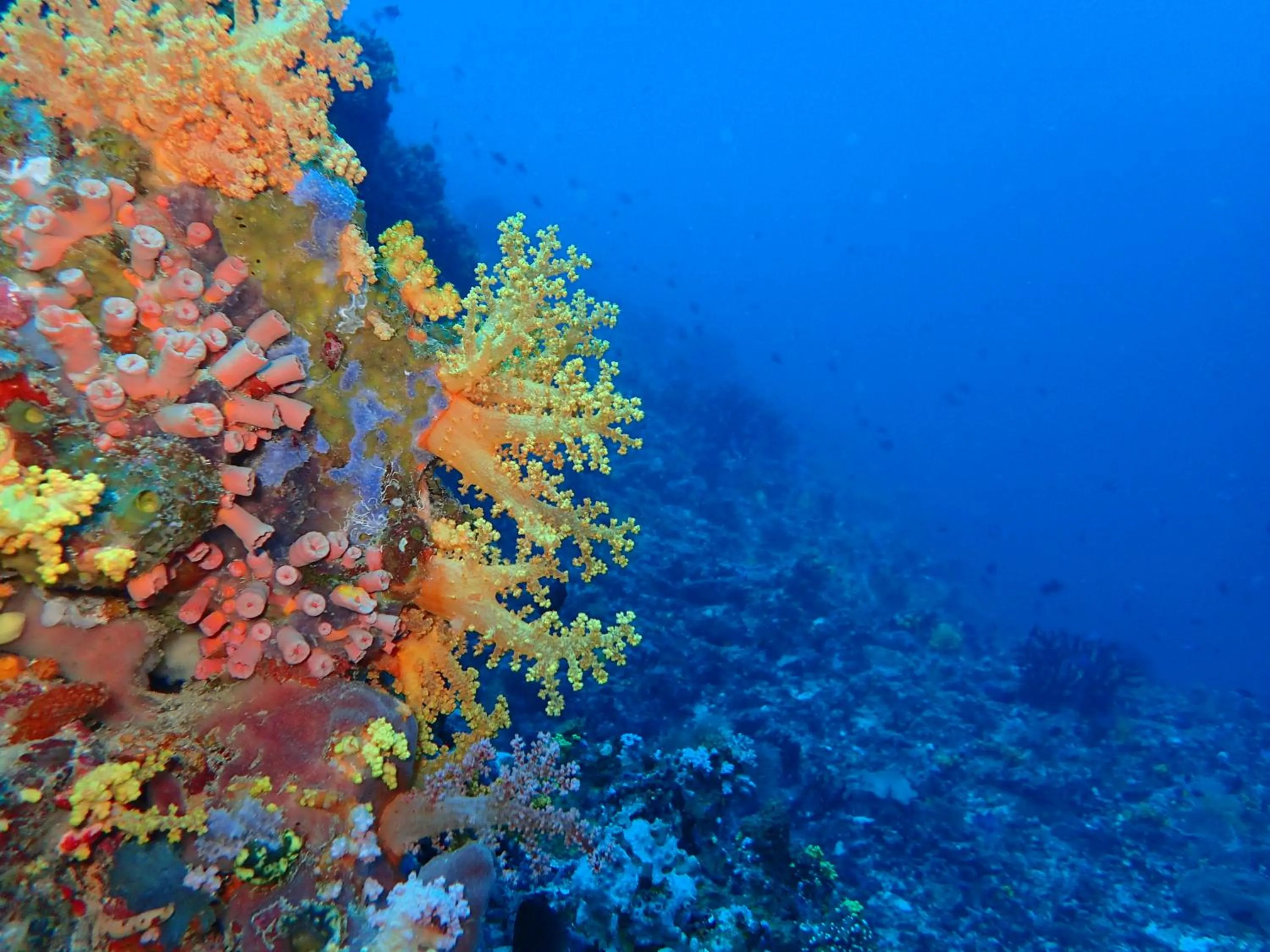 Other in Liberty Guesthouse Maldives