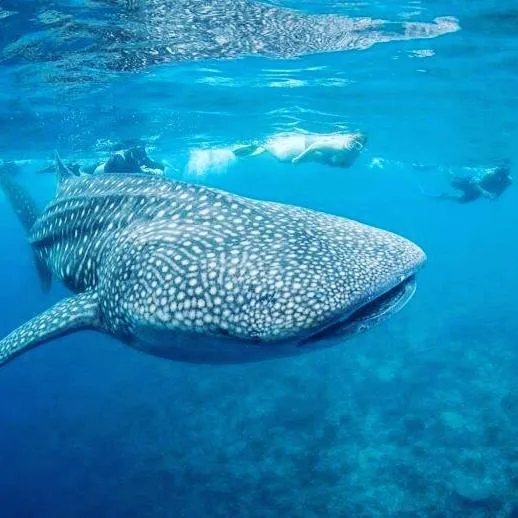 Liberty Guesthouse Maldives