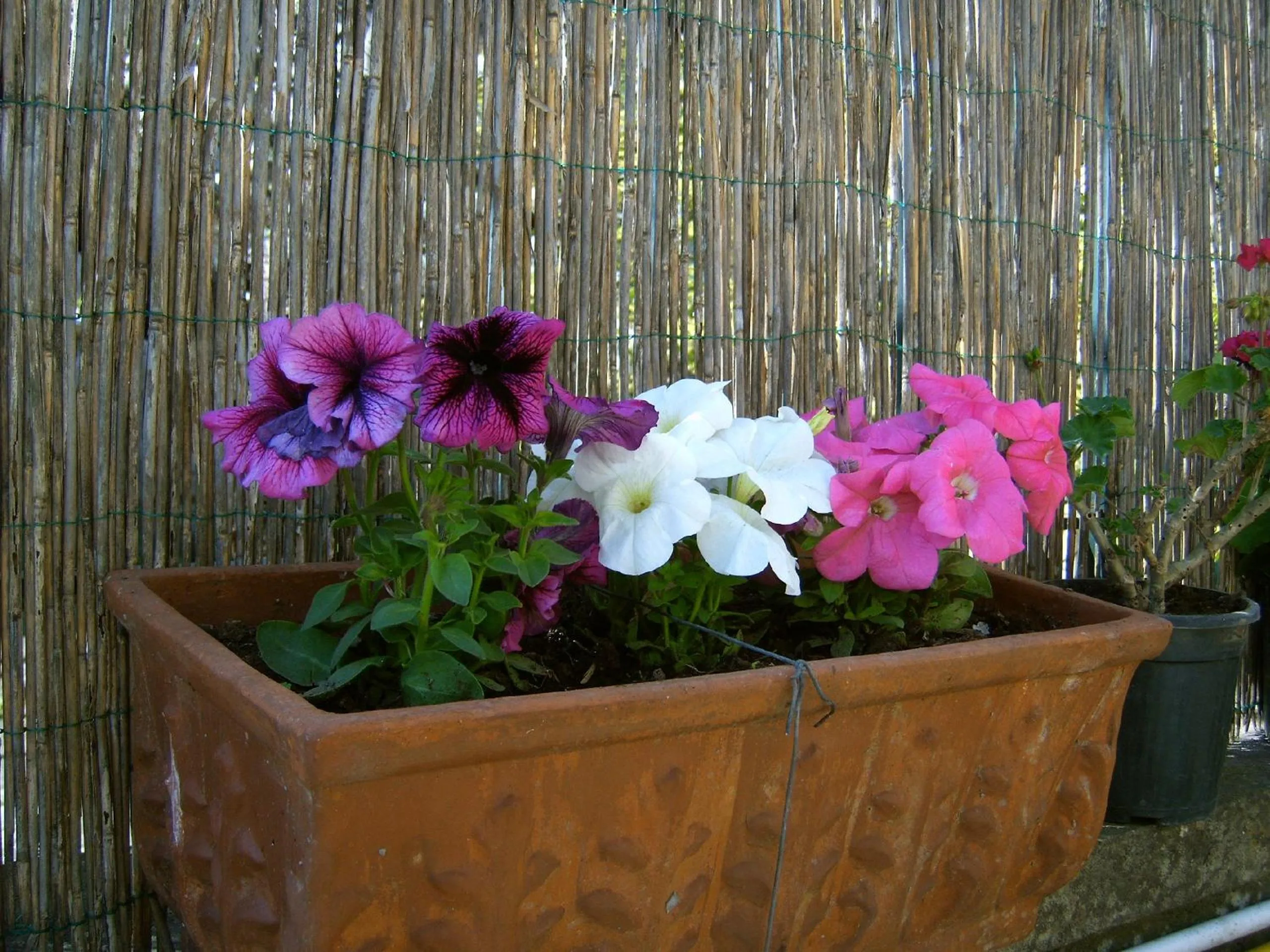 Decorative detail in Hotel Reginella