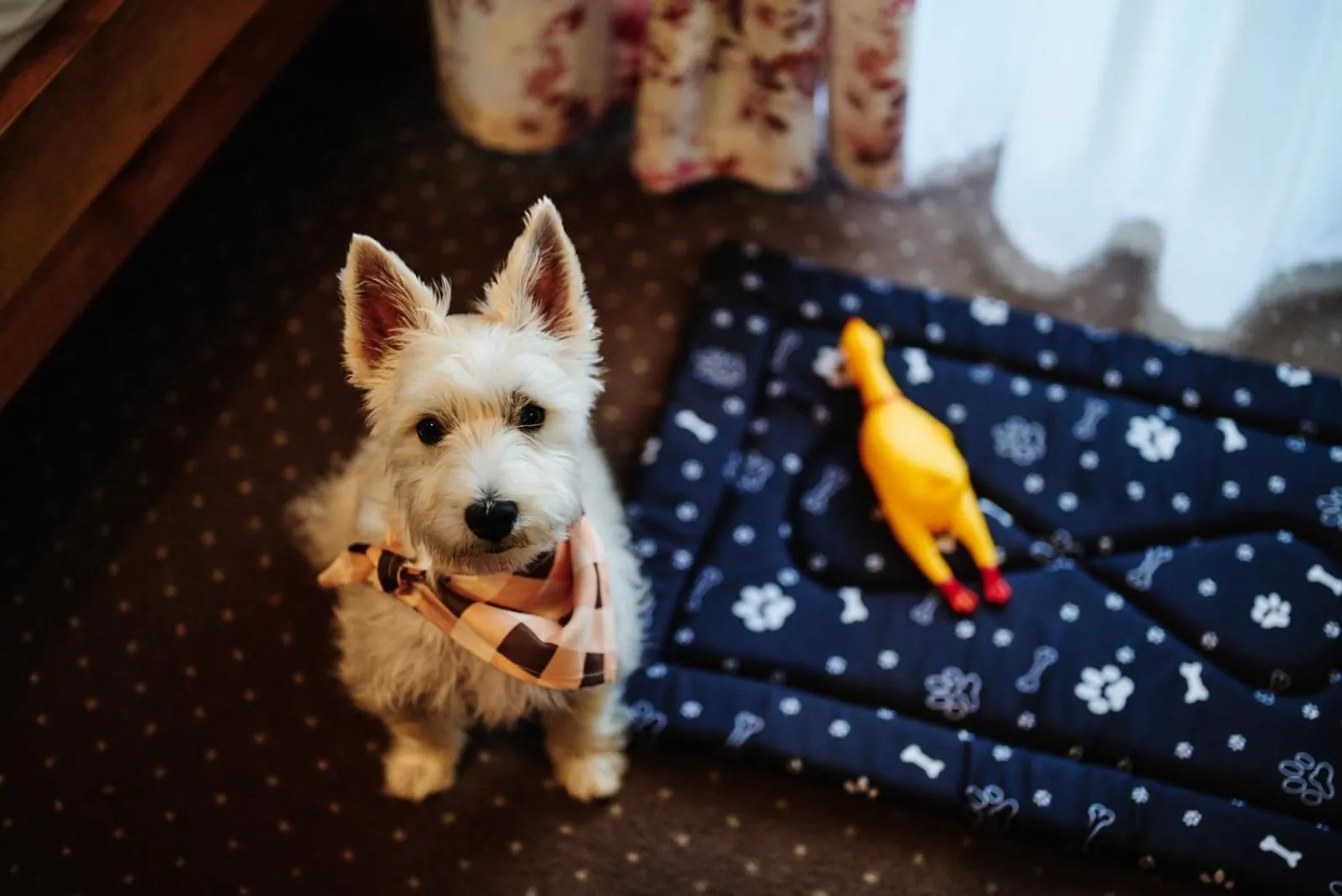 Animals in Perła Beskidu