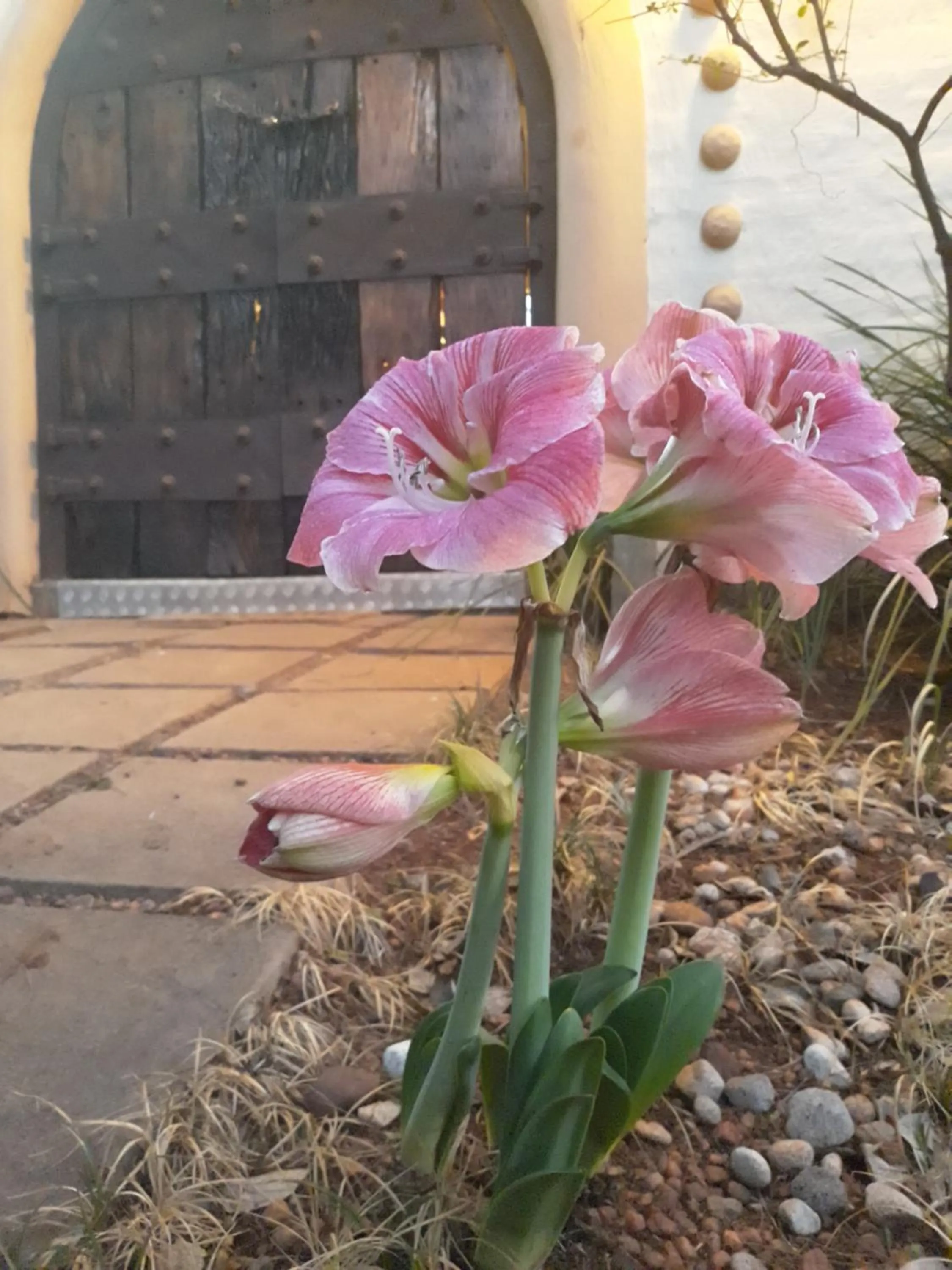 Facade/entrance in African Silhouette Guesthouse