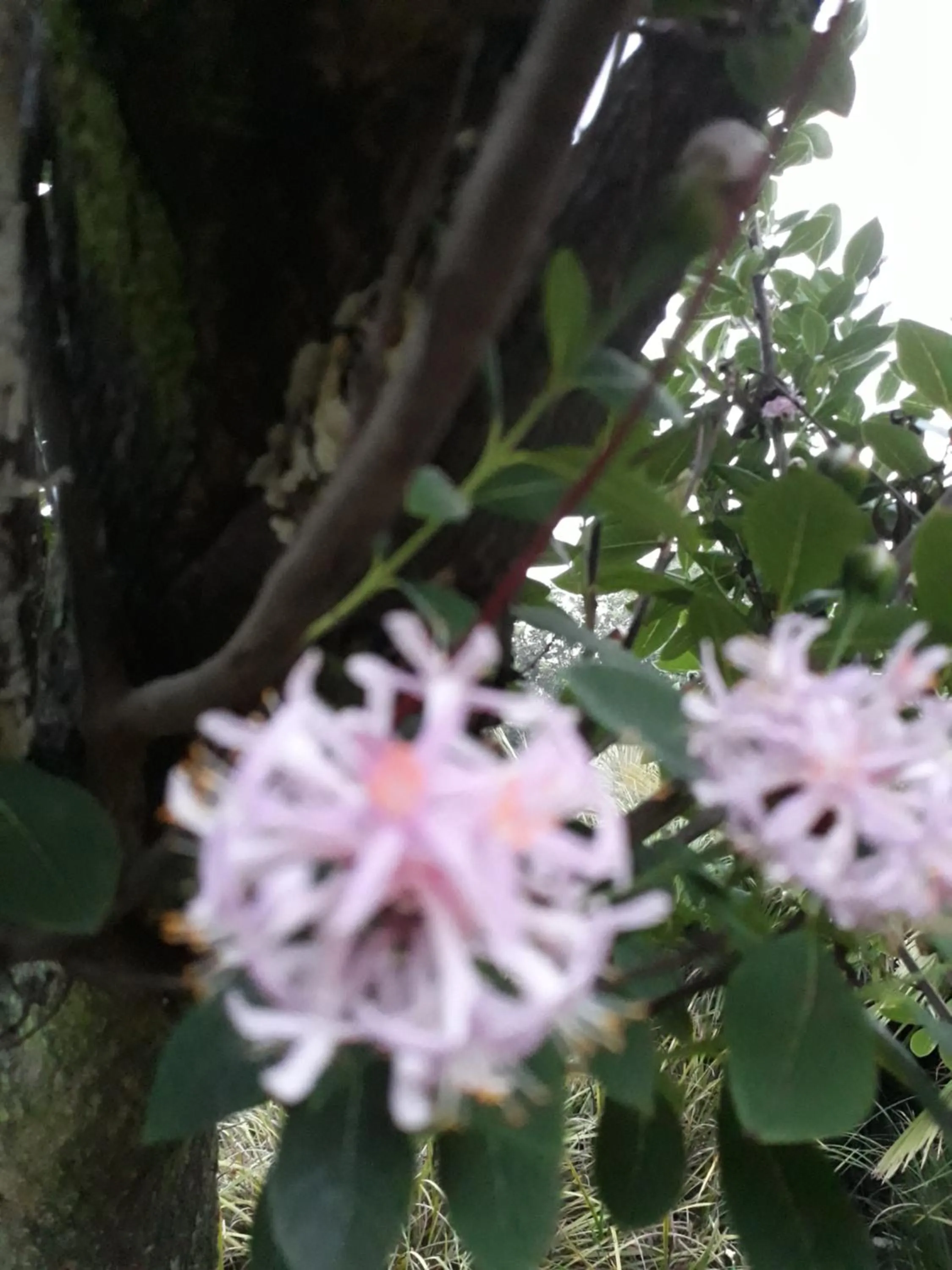 Garden in African Silhouette Guesthouse